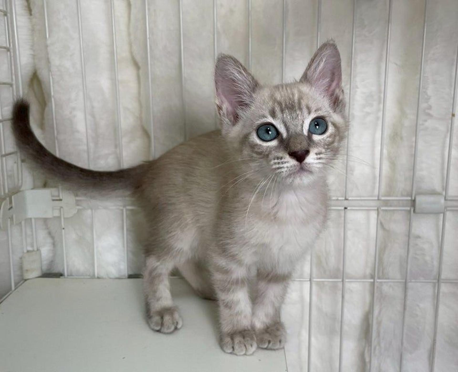 pet-image-4