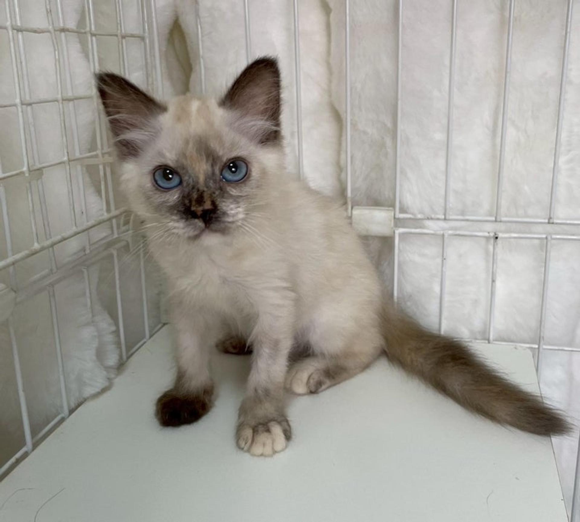 pet-image-4