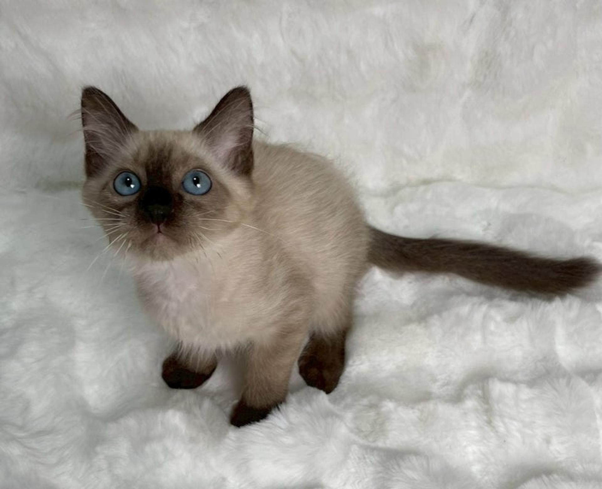 pet-image-4