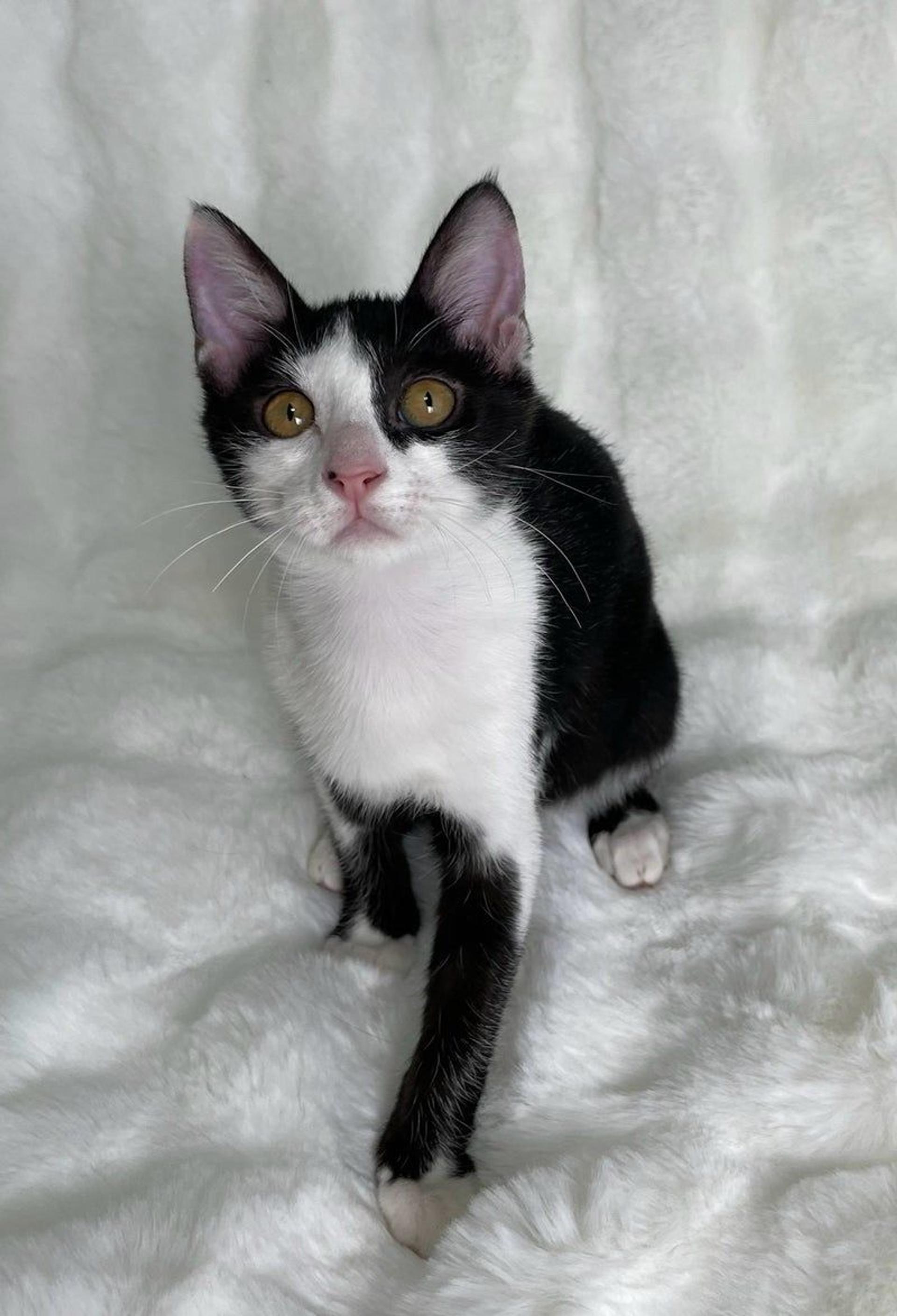 pet-image-2