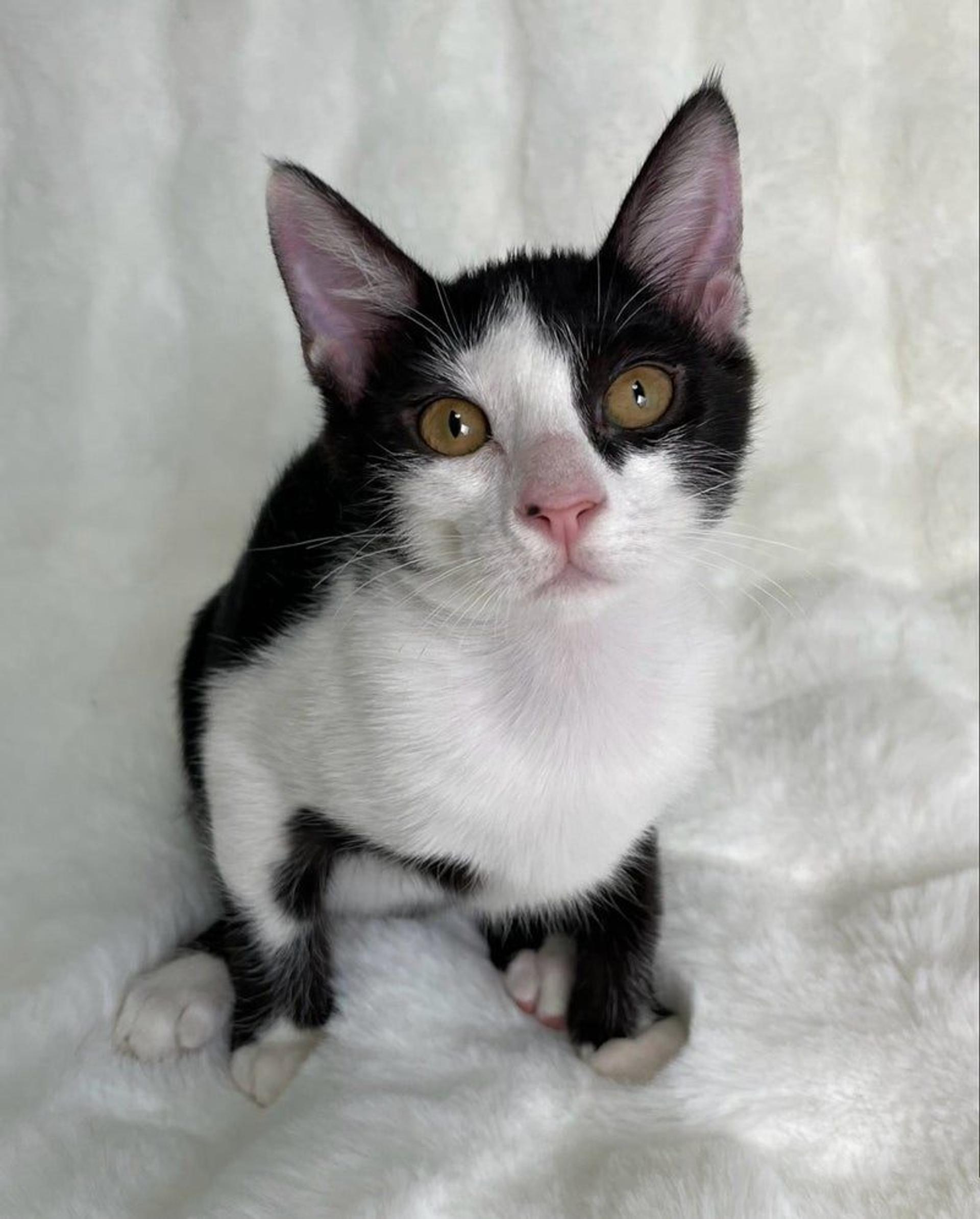 pet-image-3