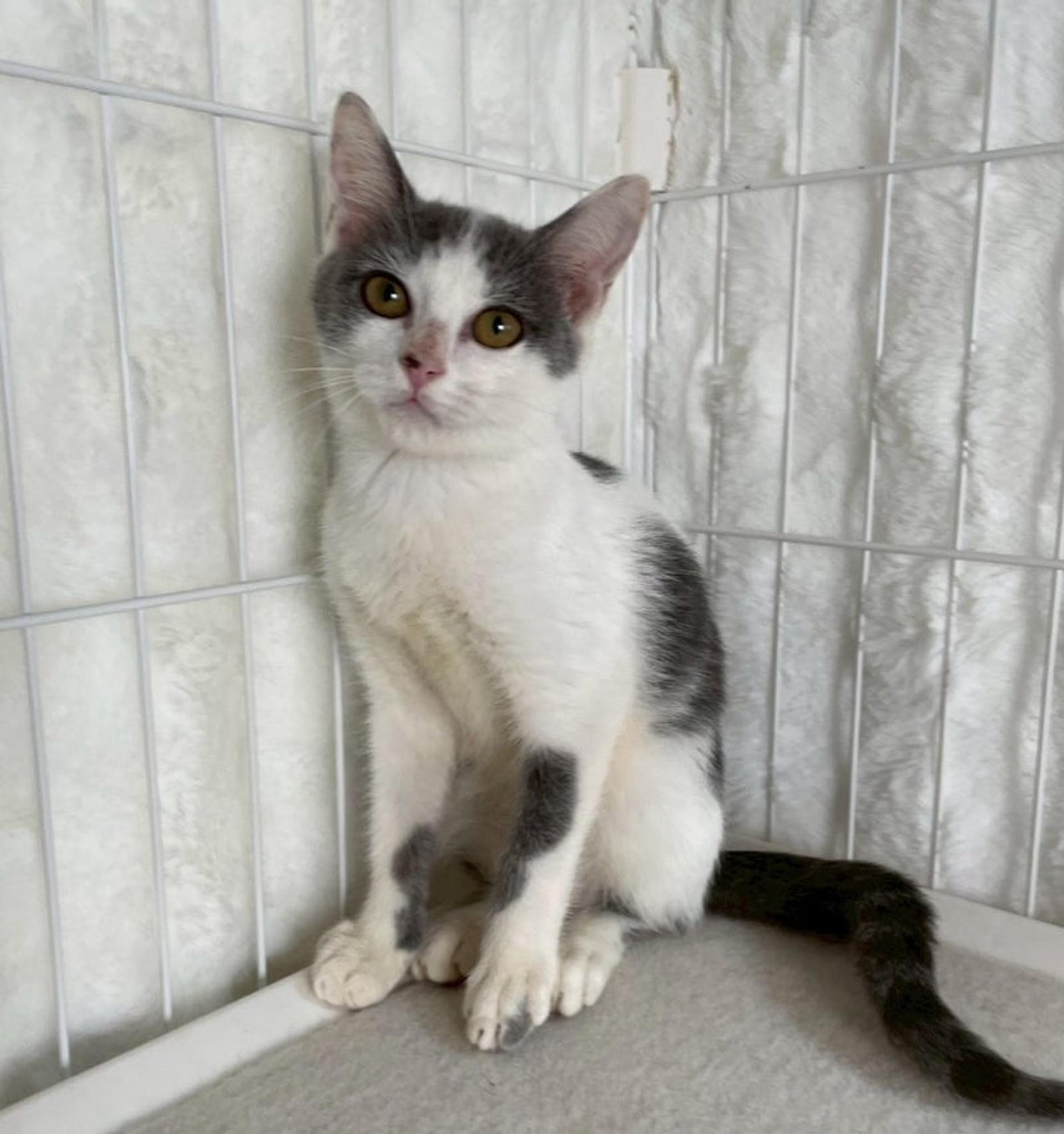 pet-image-4