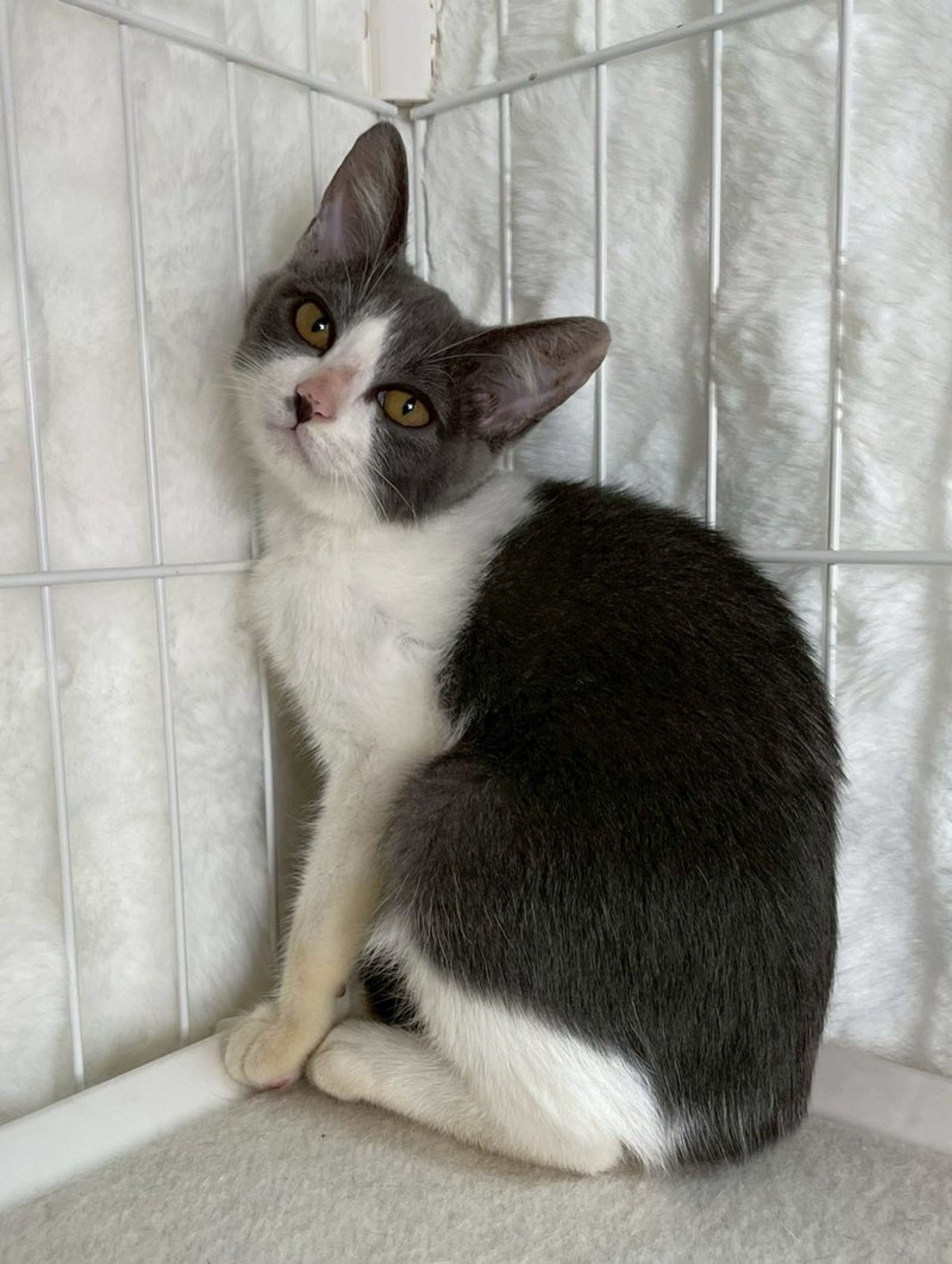 雑種（ミックス猫）・メスの里親募集の写真