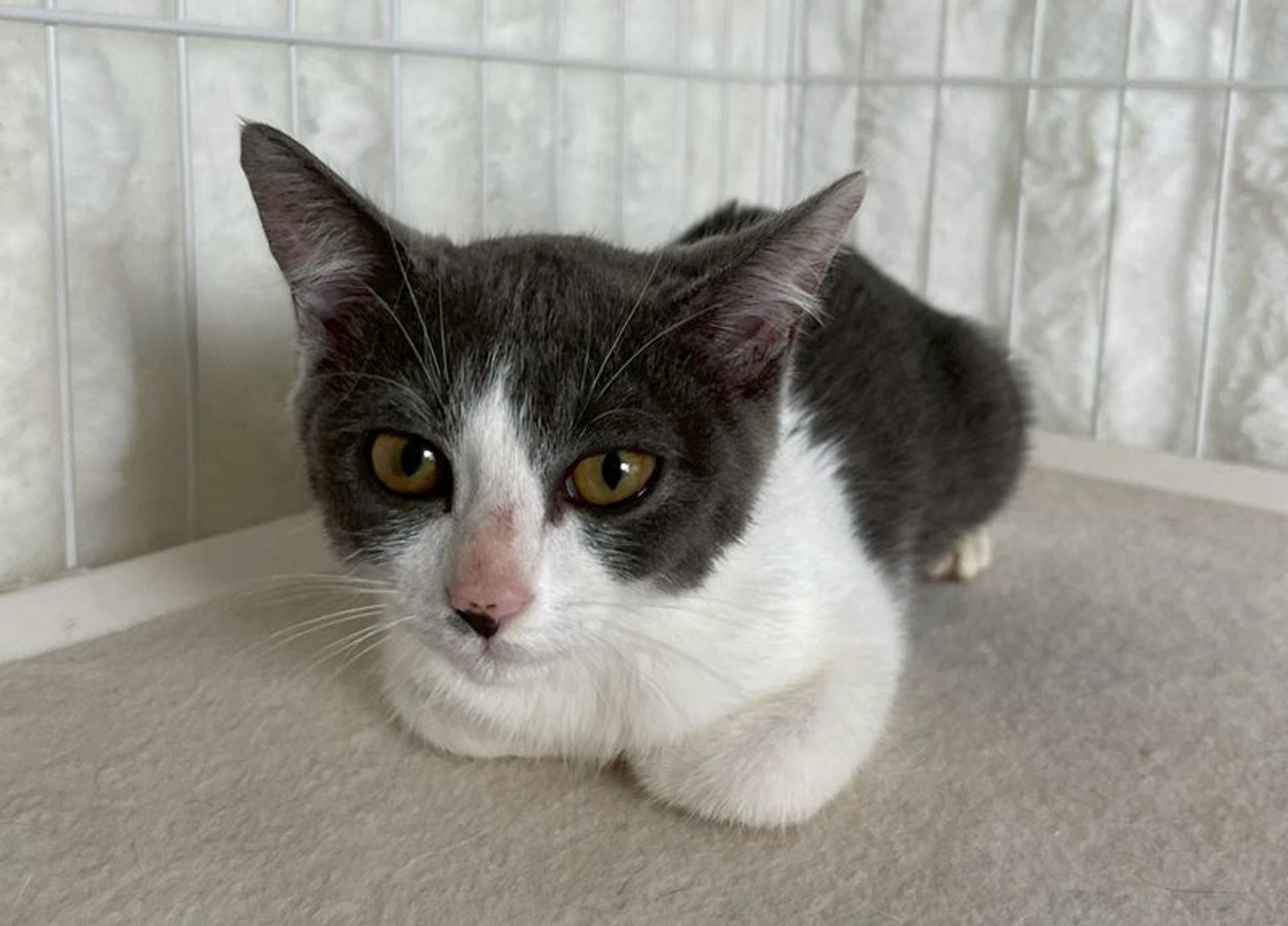 pet-image-2