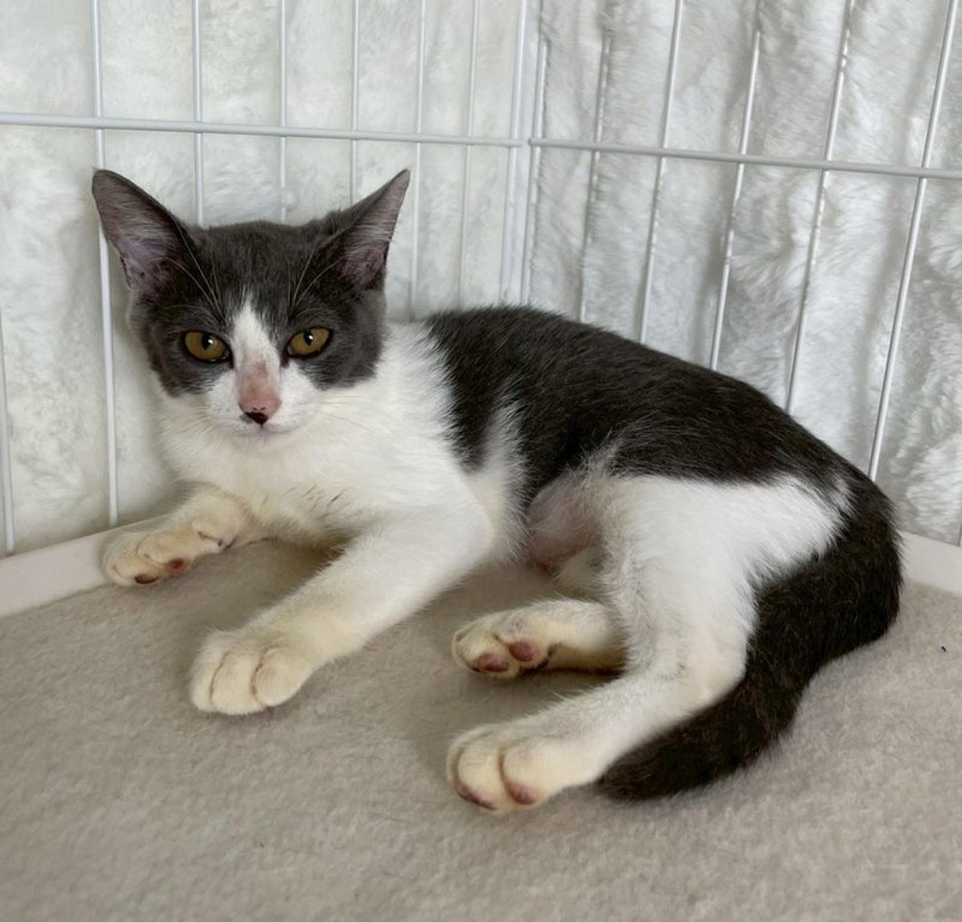 pet-image-3