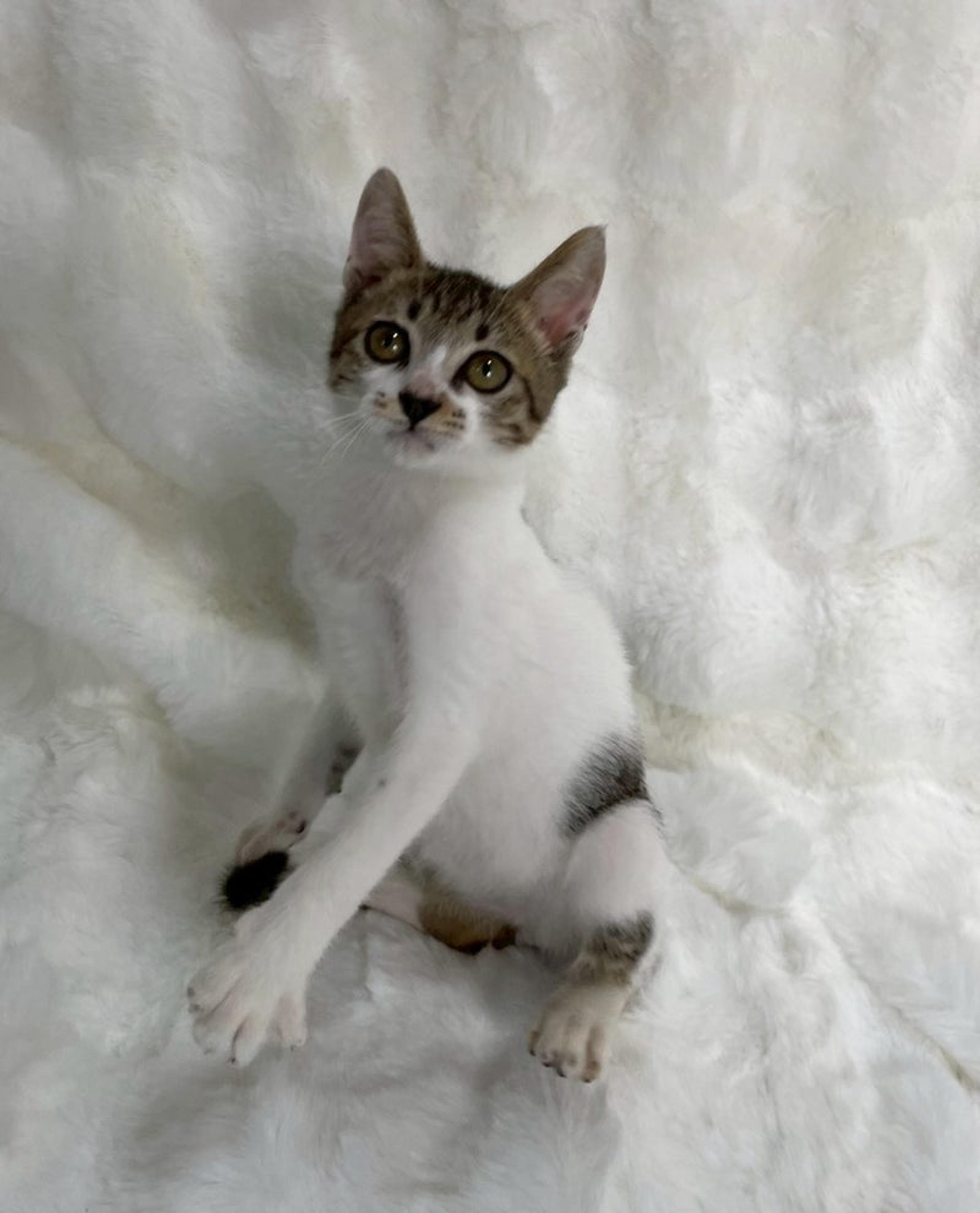 pet-image-2