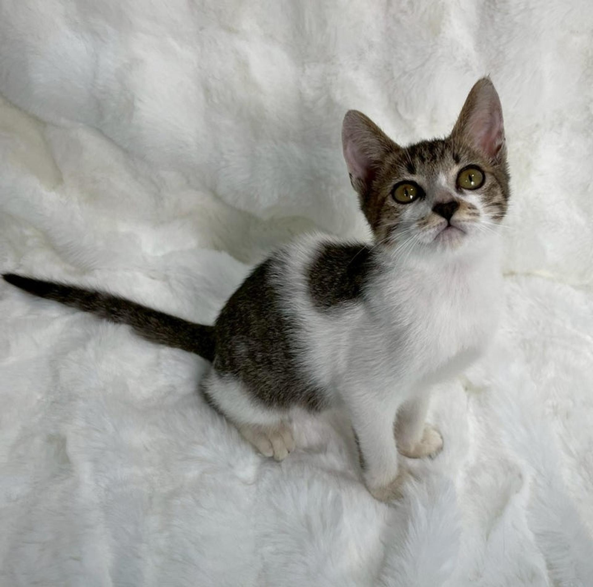 pet-image-4