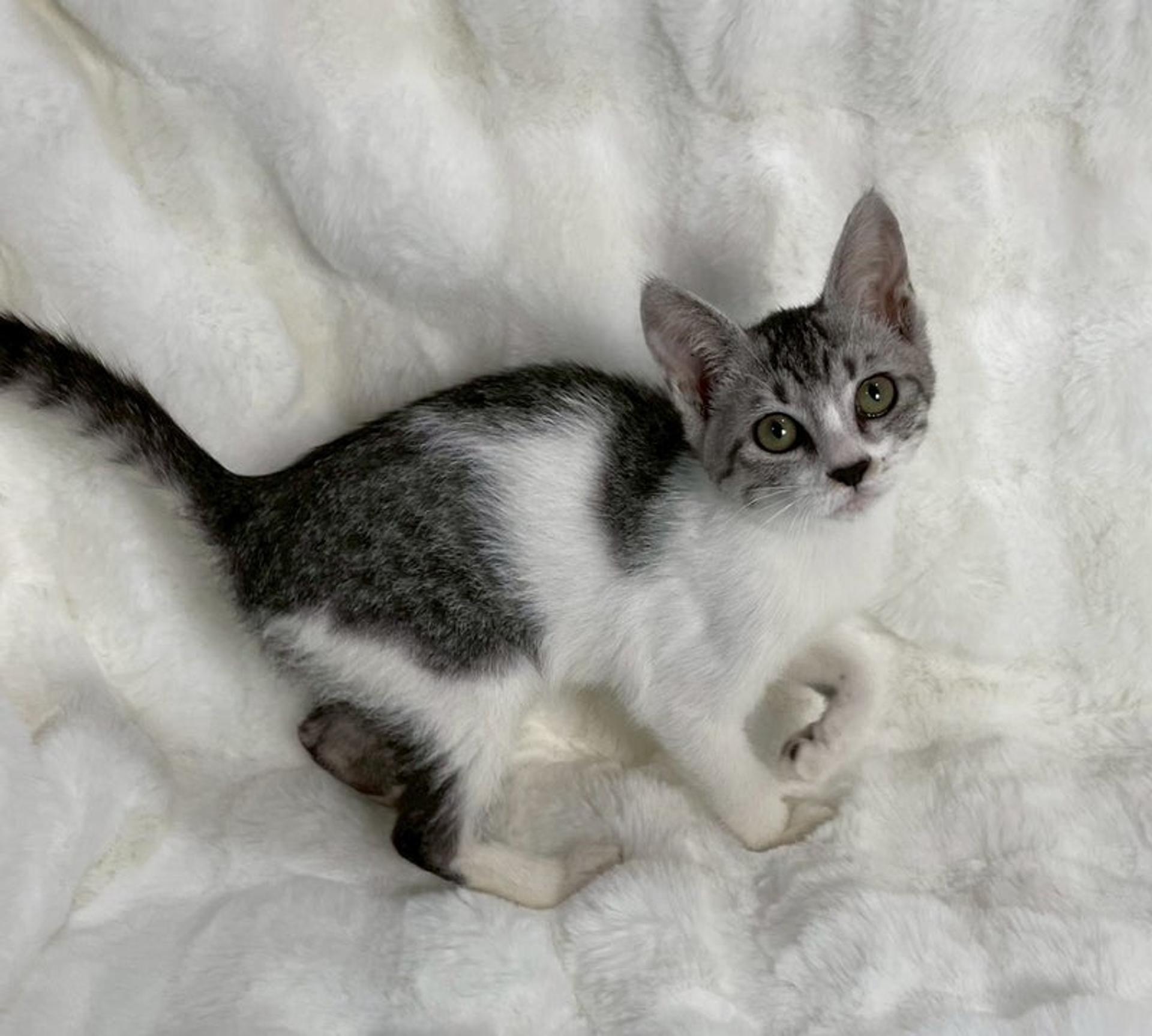 pet-image-4
