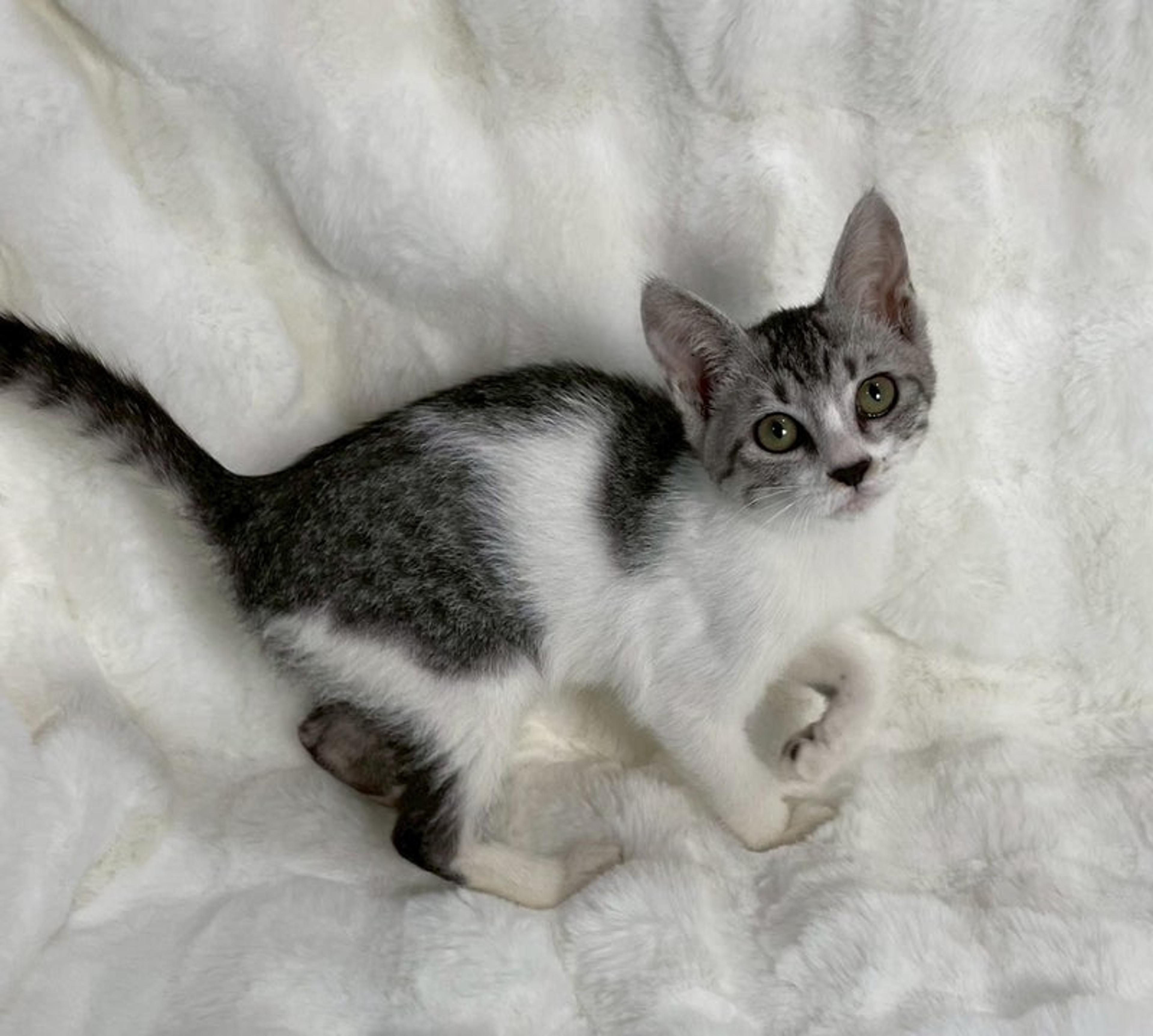 pet-image-4
