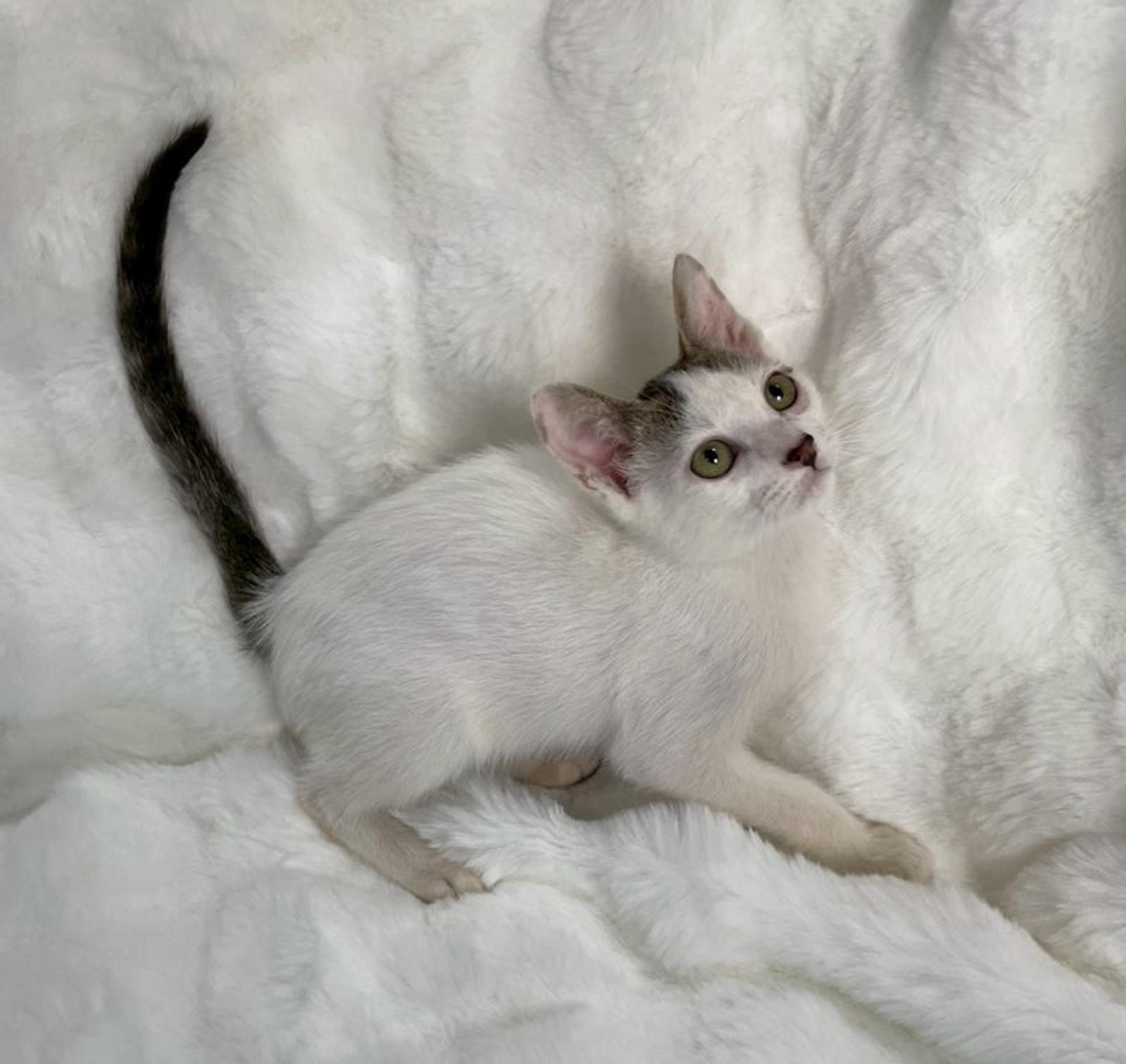 pet-image-4