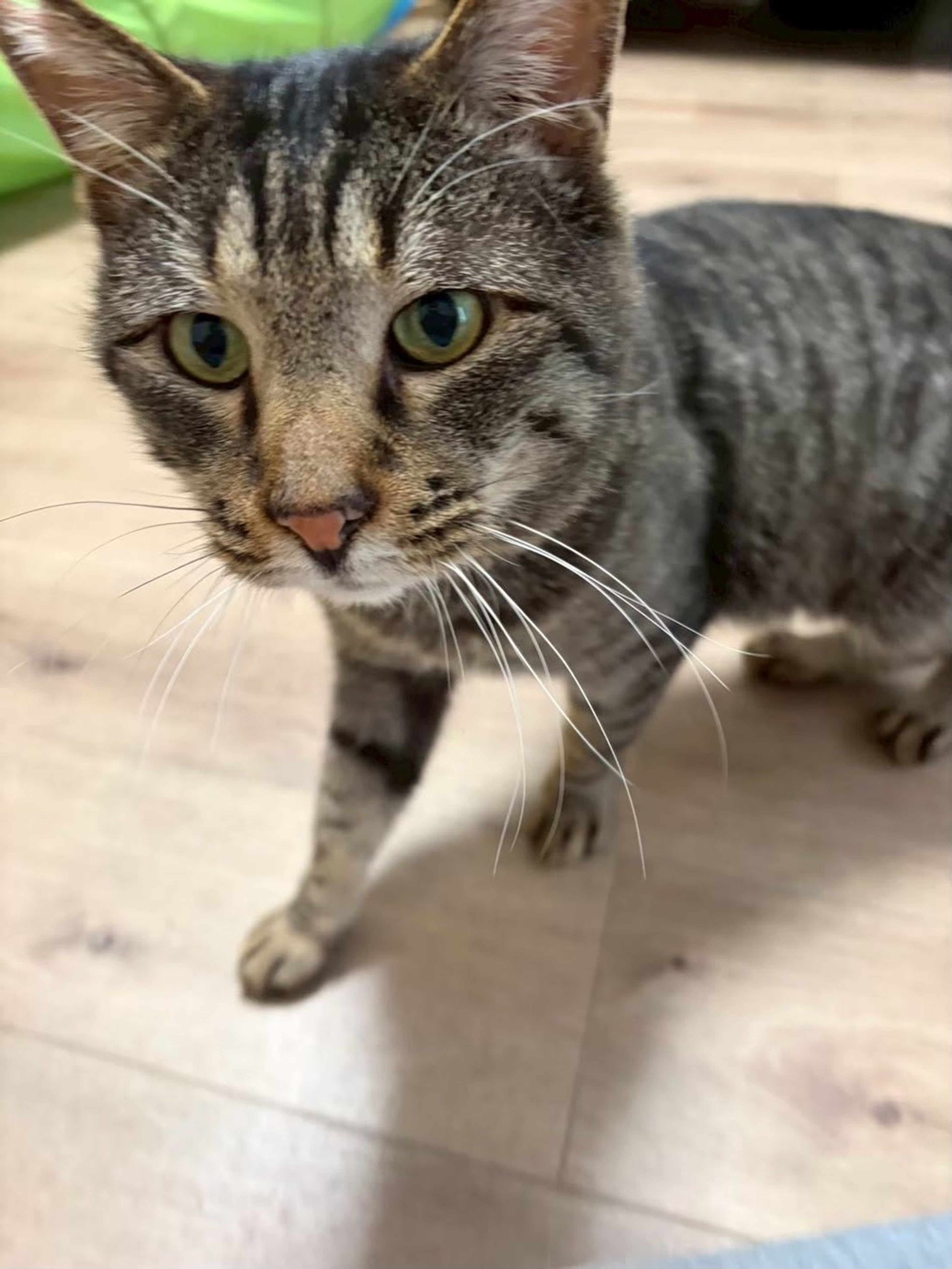 雑種（ミックス猫）・オスの里親募集の写真