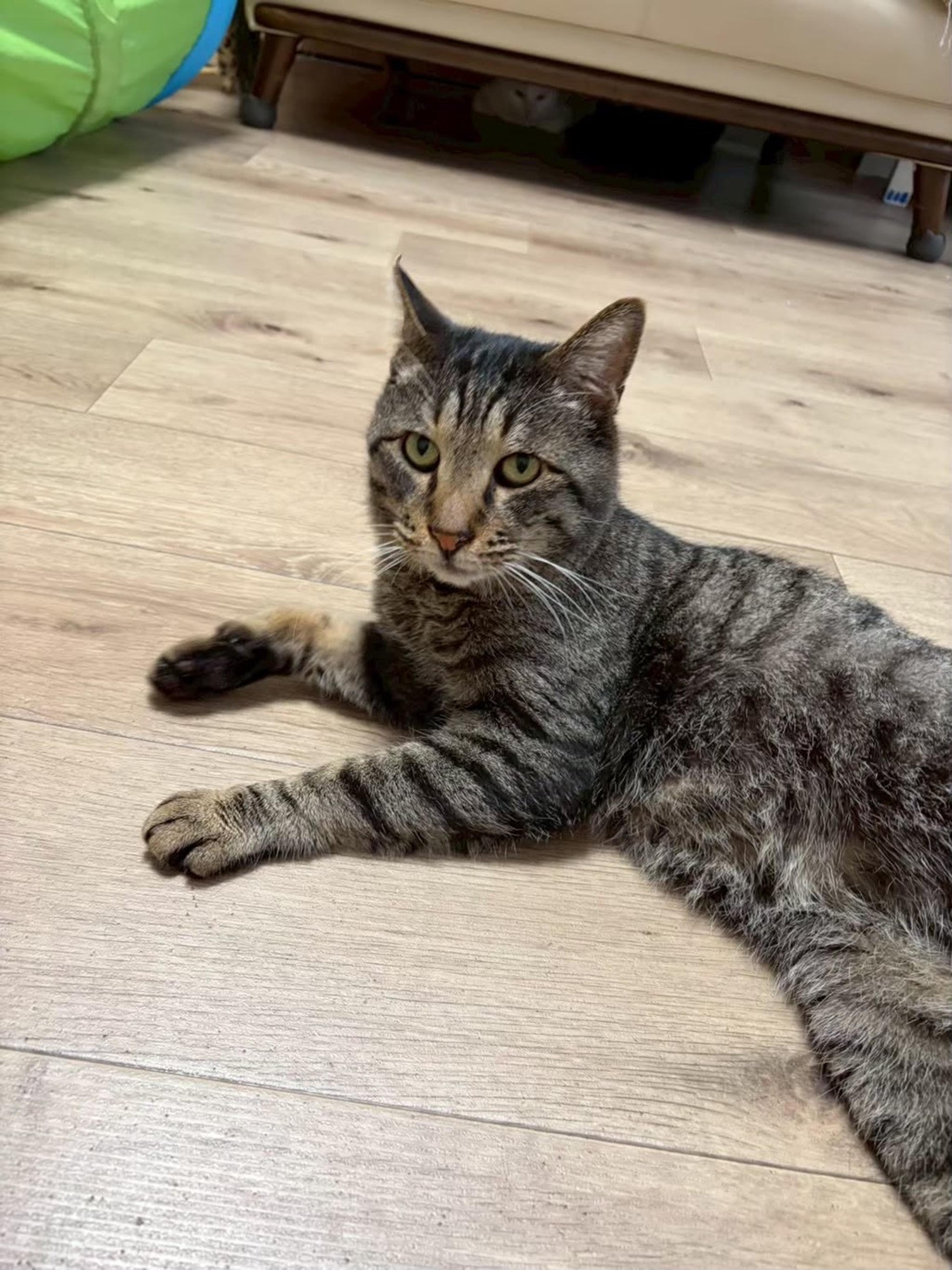 pet-image-2