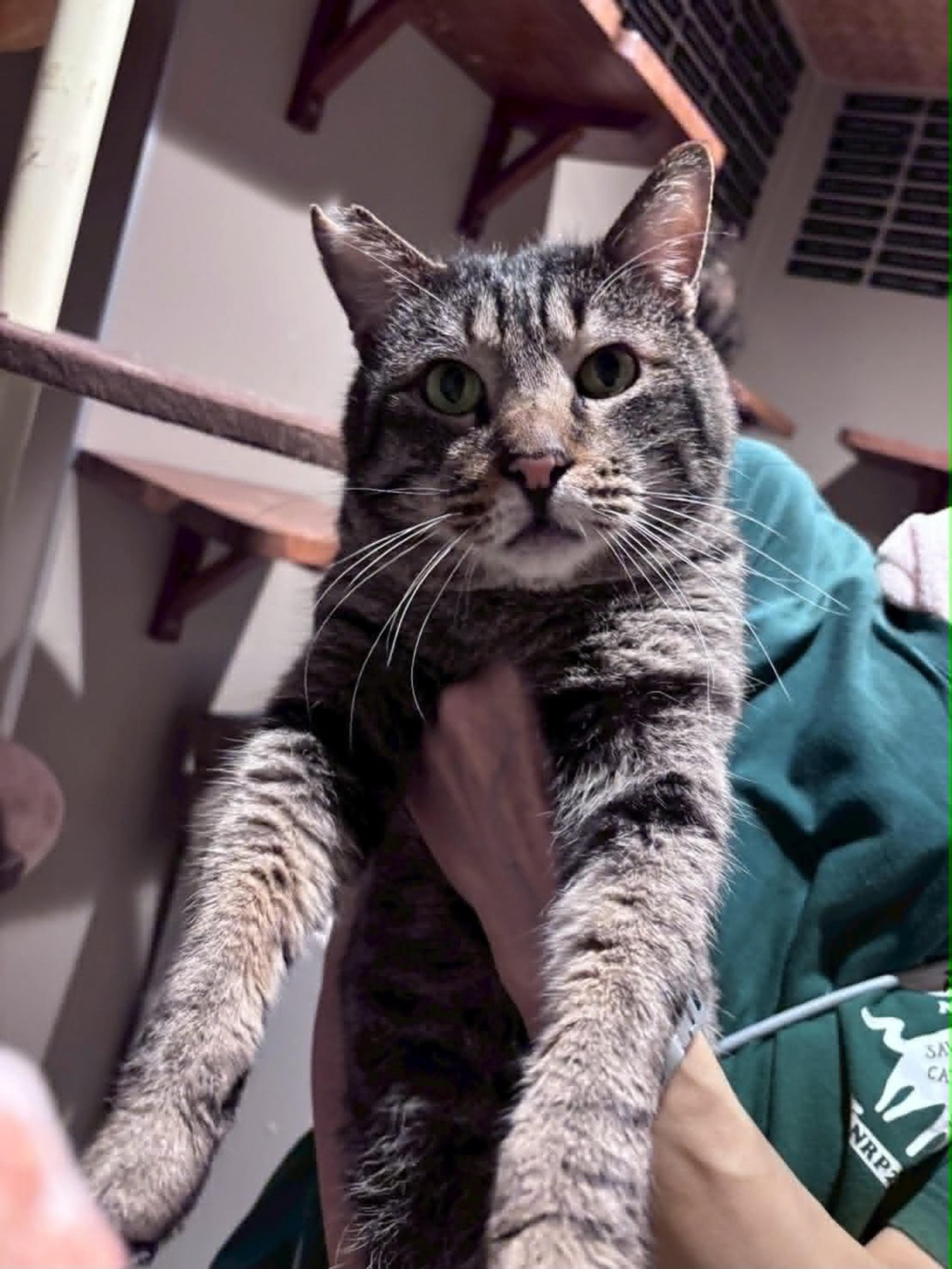 pet-image-3