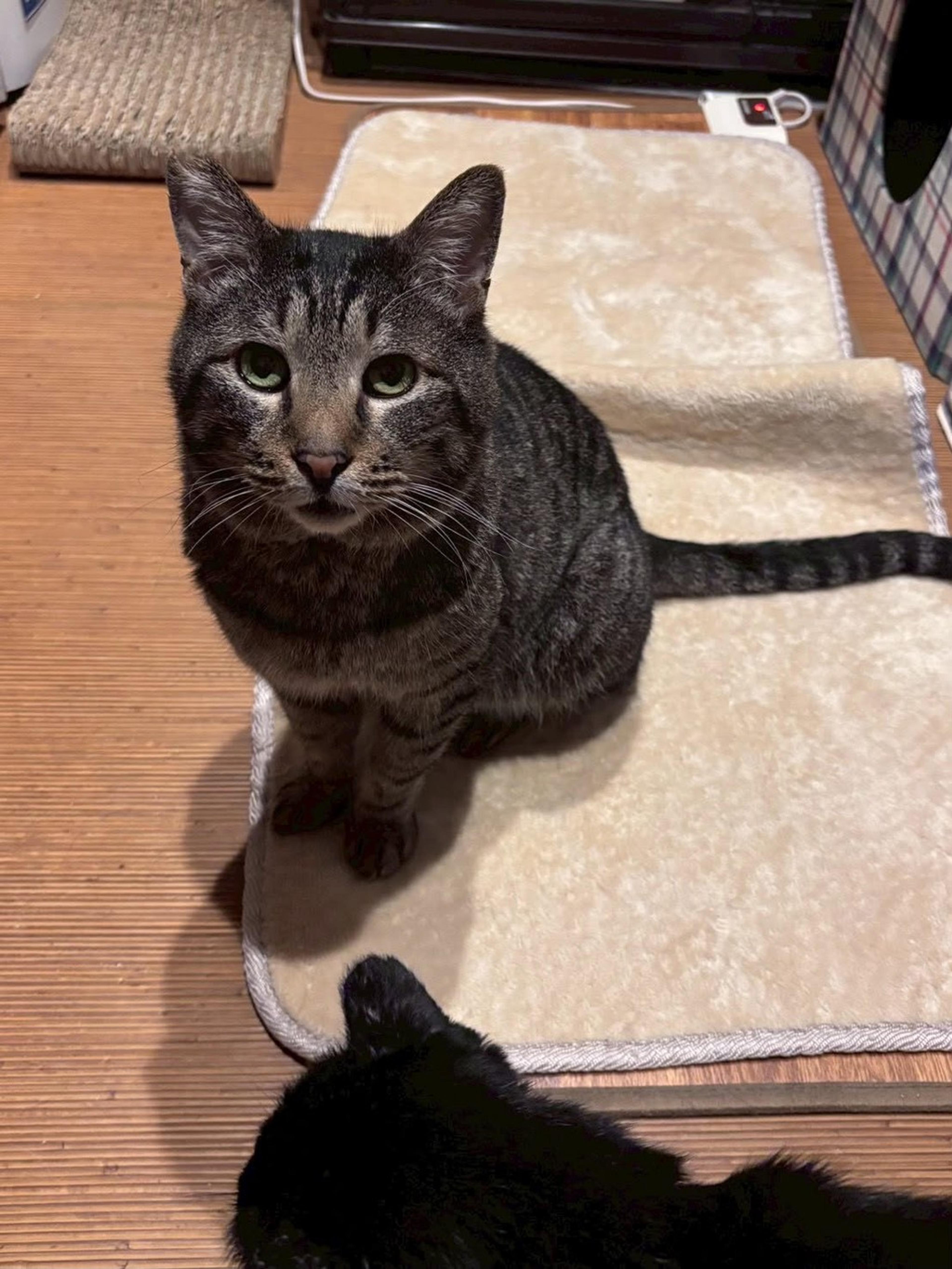 pet-image-4