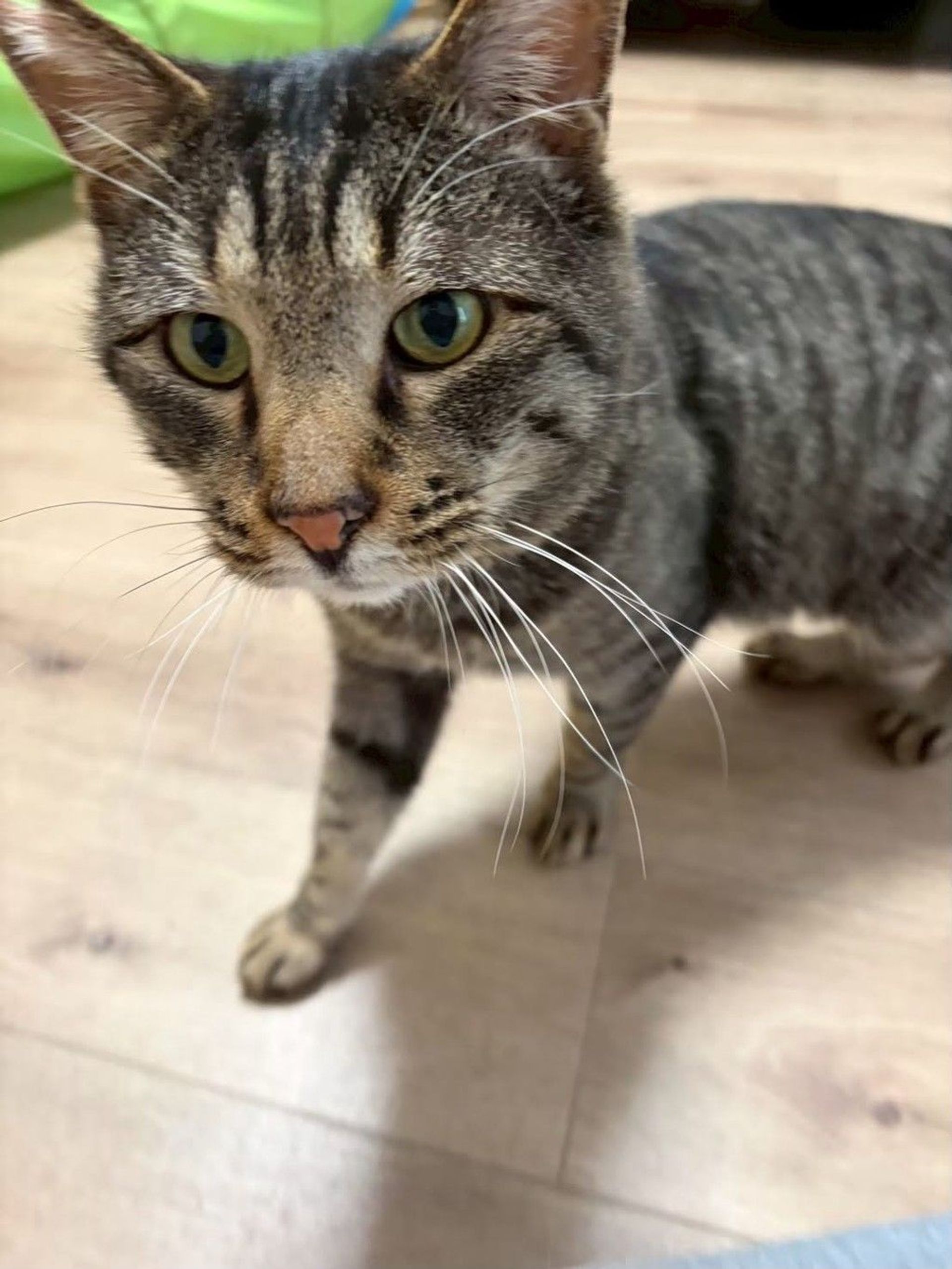 雑種（ミックス猫）・オスの里親募集の写真