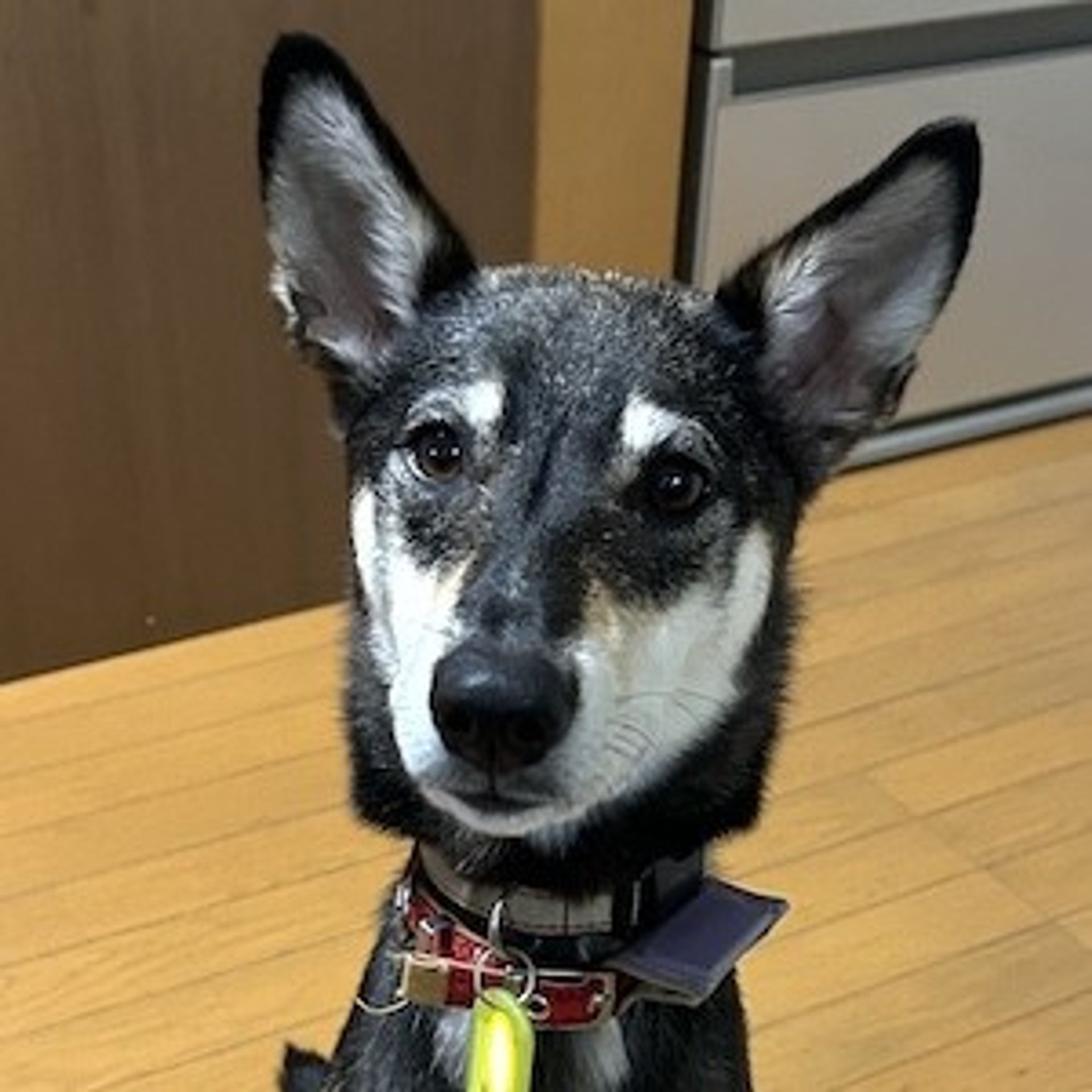 雑種（ミックス犬）・オスの里親募集の写真