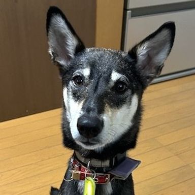 ツムの写真