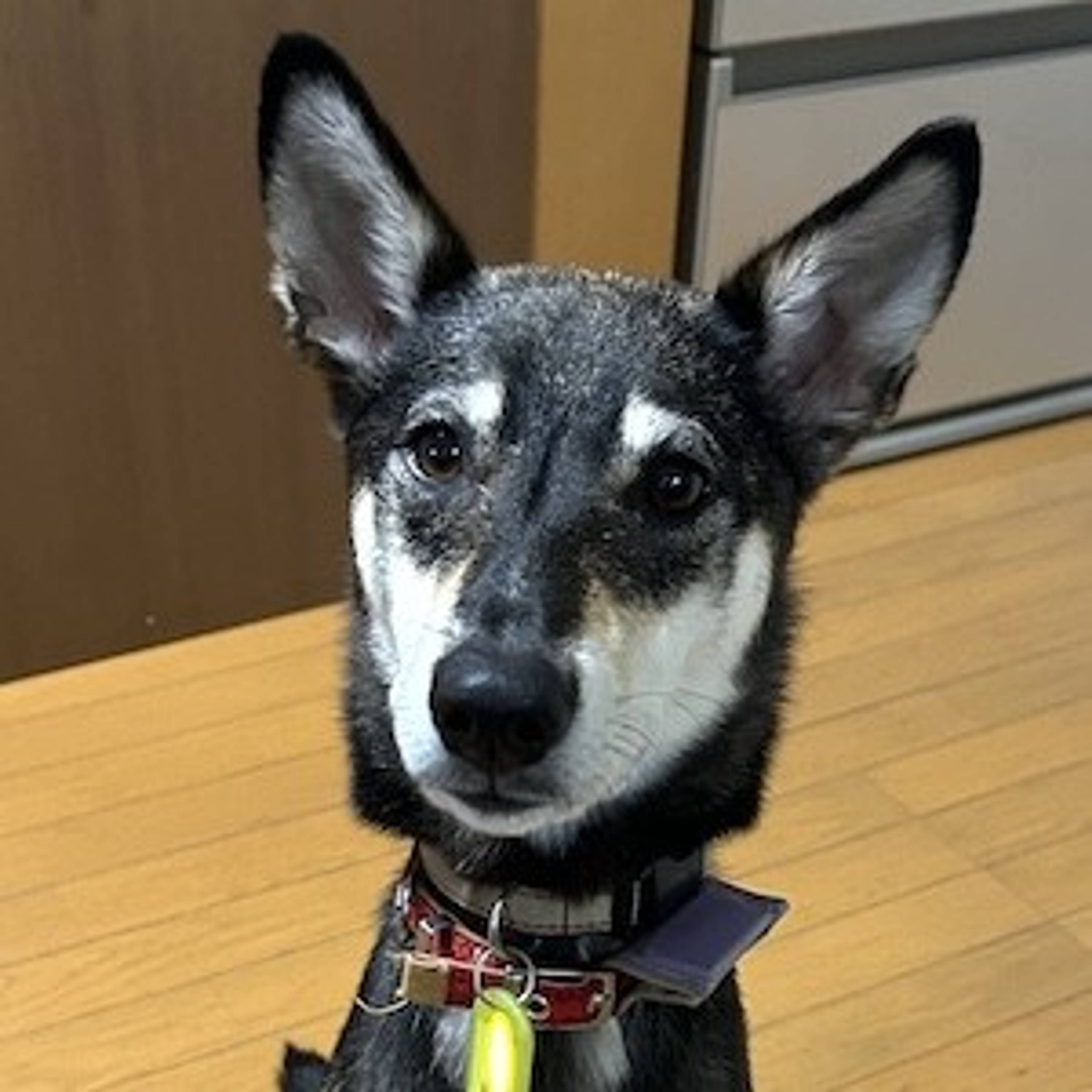 雑種（ミックス犬）・オスの里親募集の写真