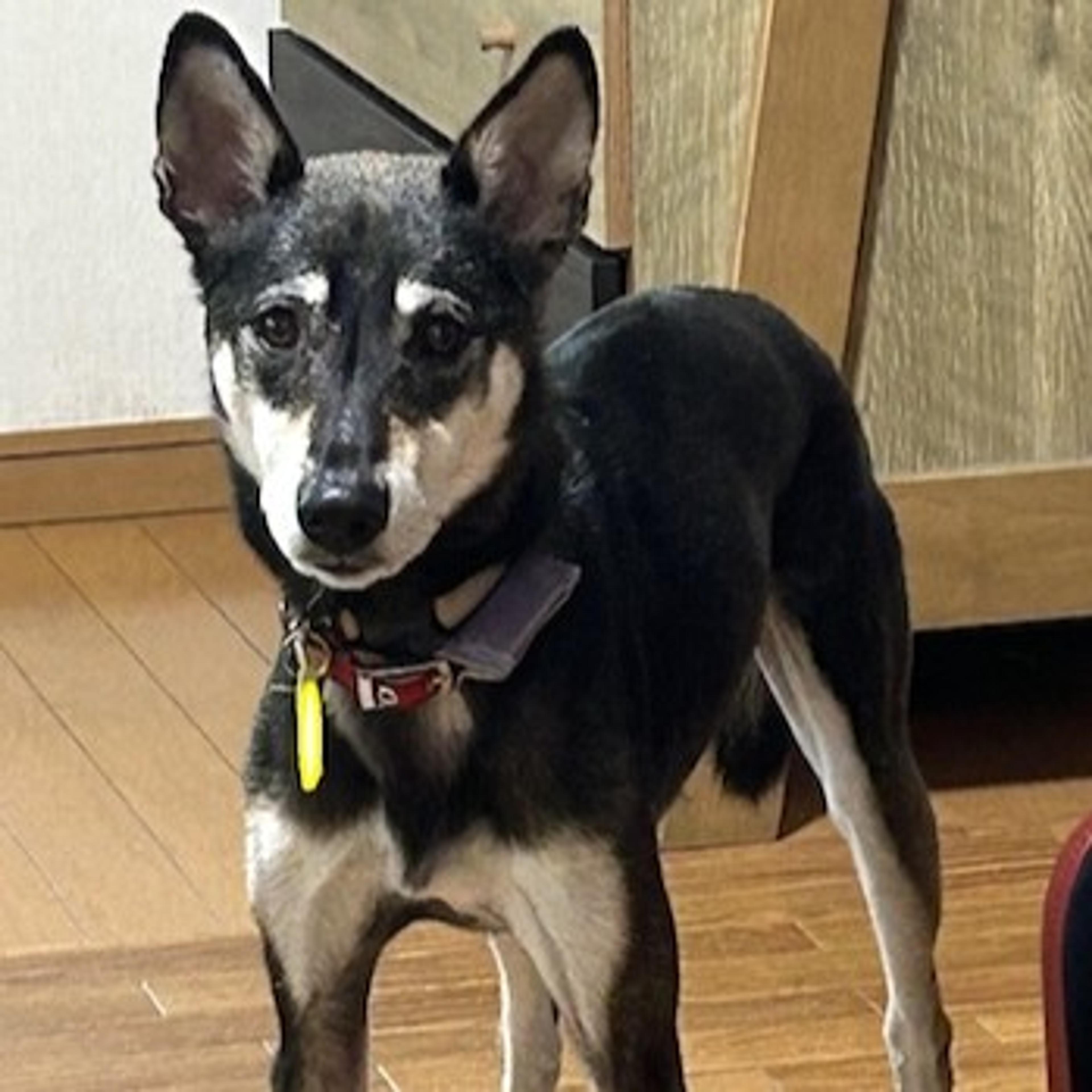pet-image-2