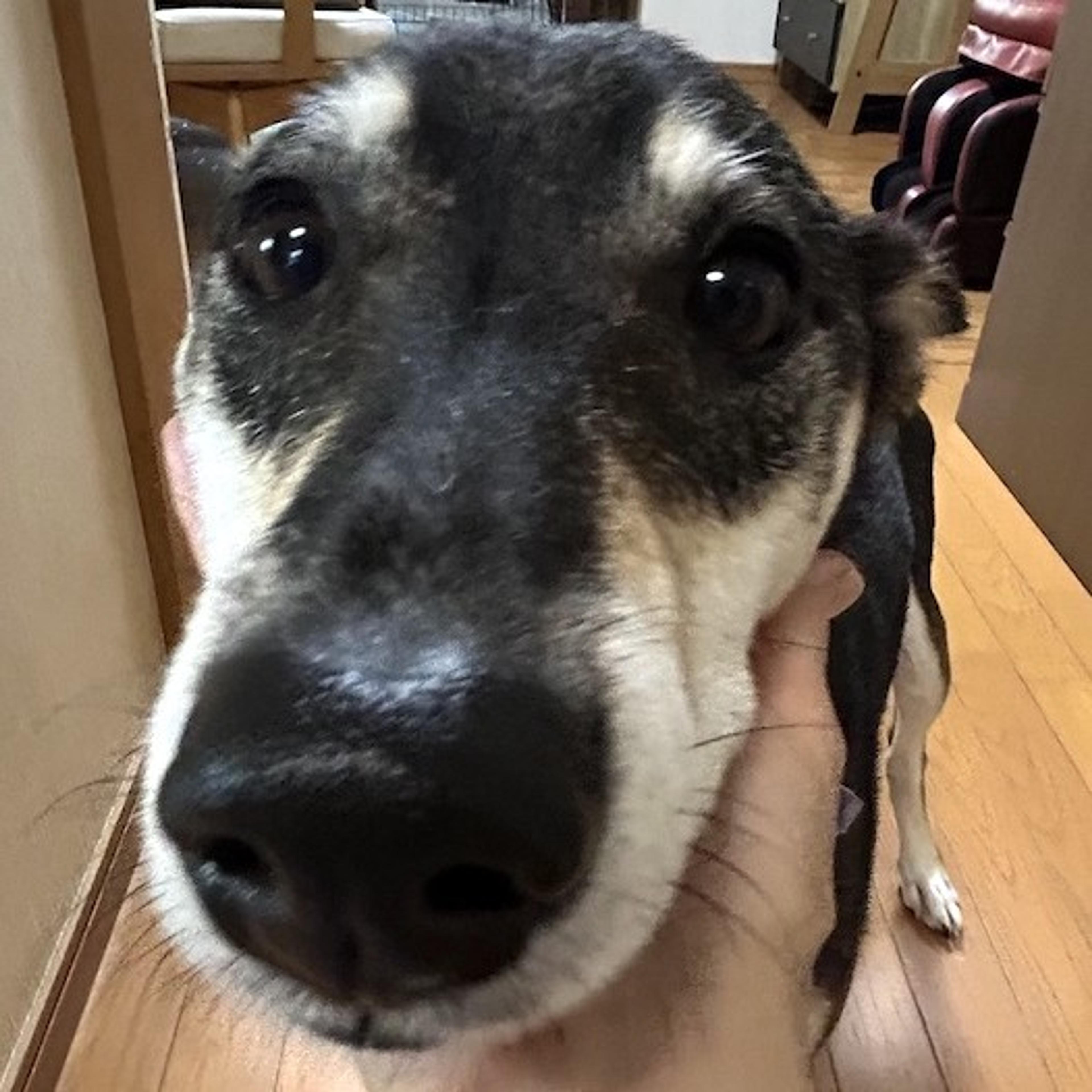 pet-image-4