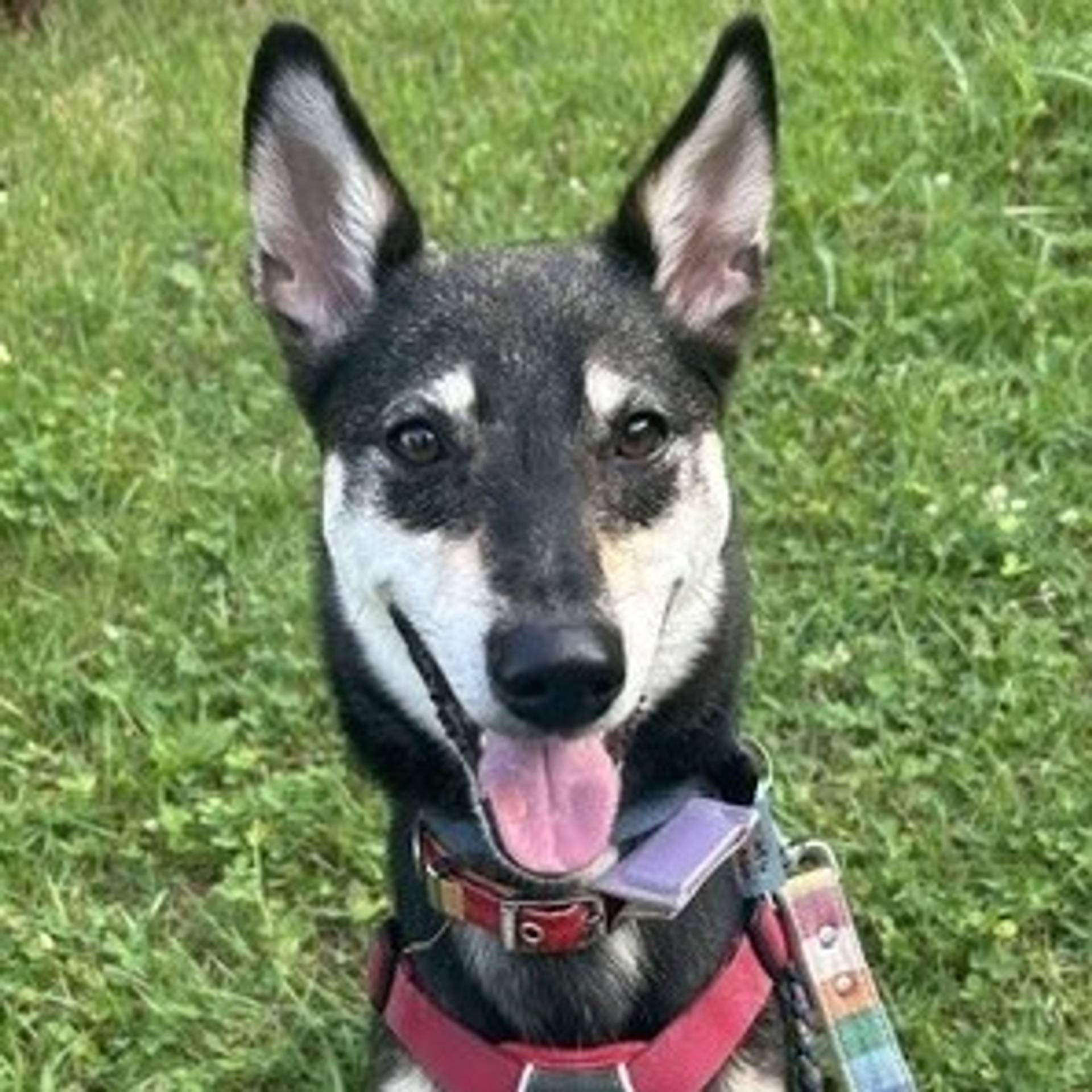 雑種（ミックス犬）・オスの里親募集の写真