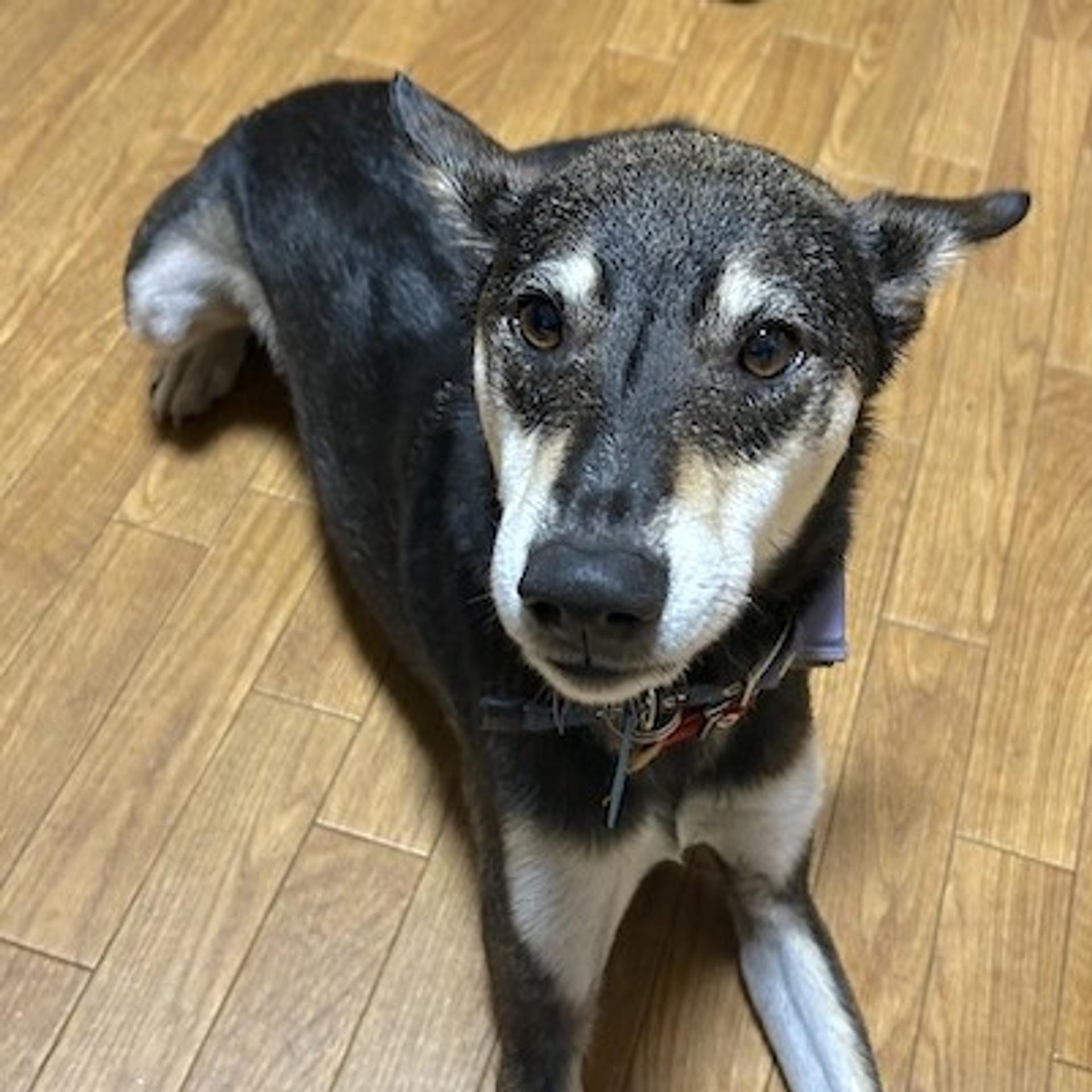 pet-image-3