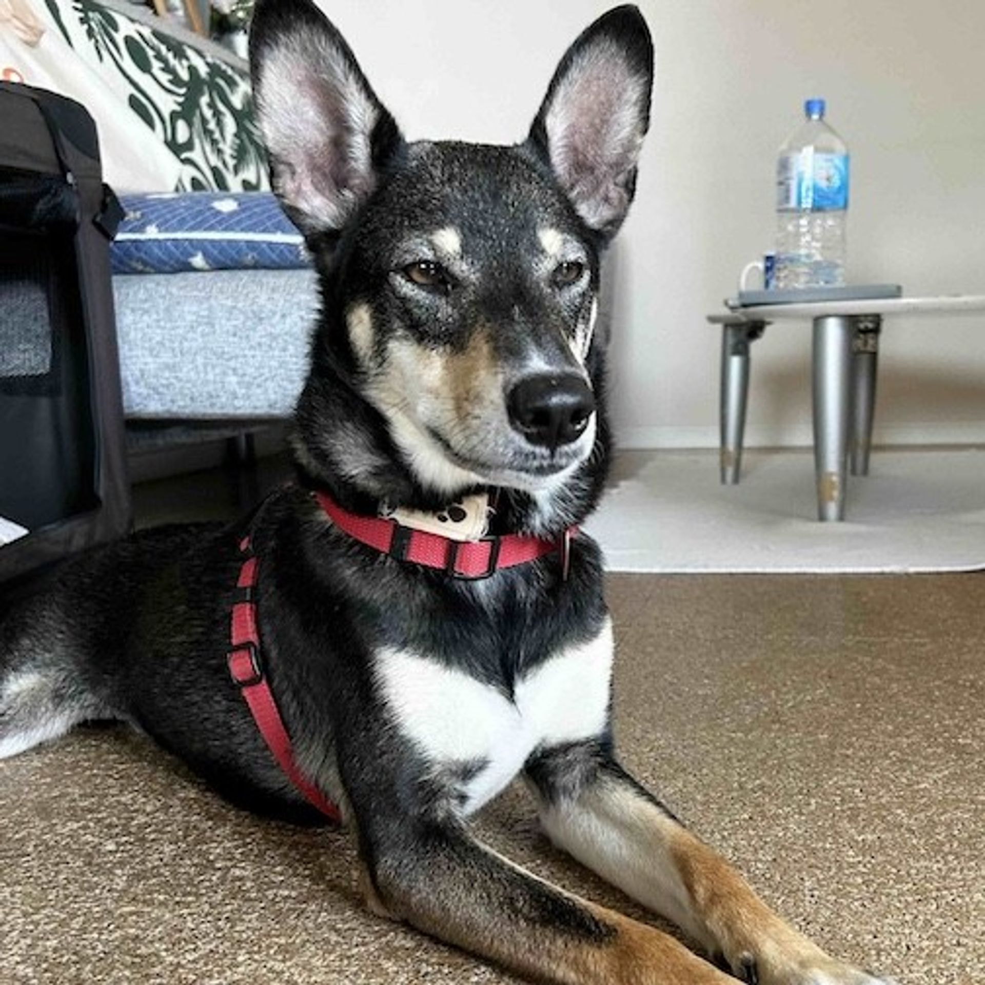 雑種（ミックス犬）・オスの里親募集の写真