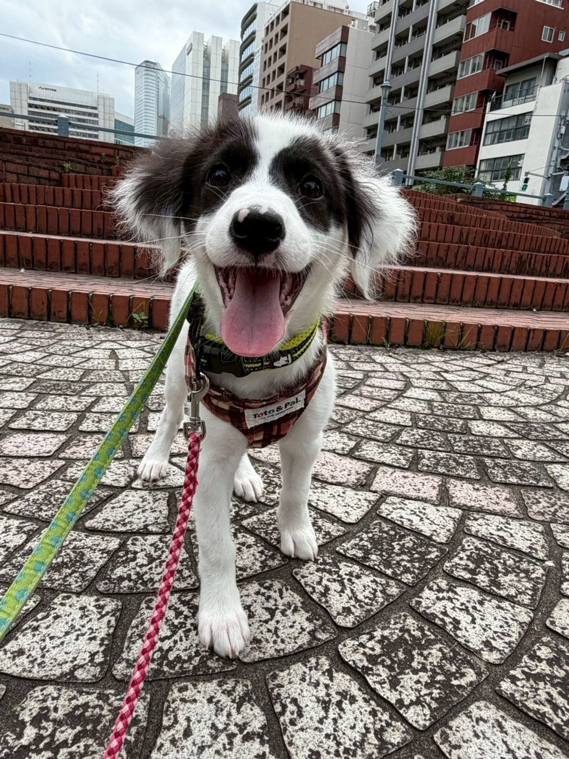 雑種（ミックス犬）・メスの里親募集の写真