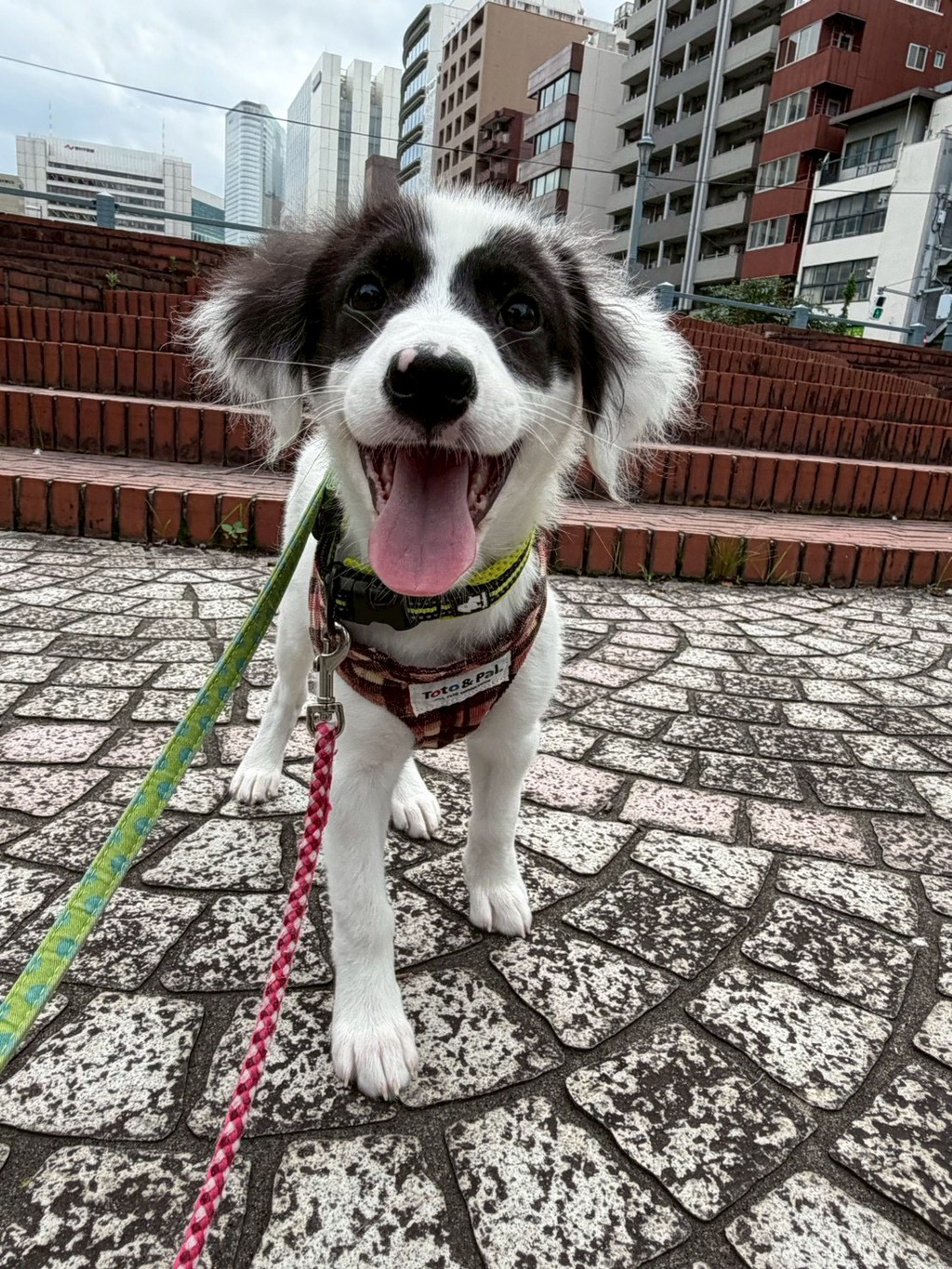 雑種（ミックス犬）・メスの里親募集の写真