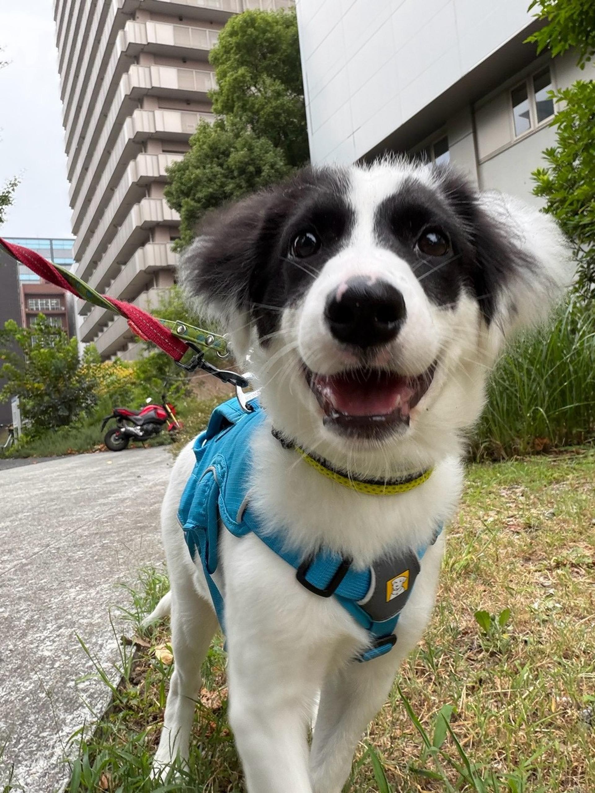 pet-image-3