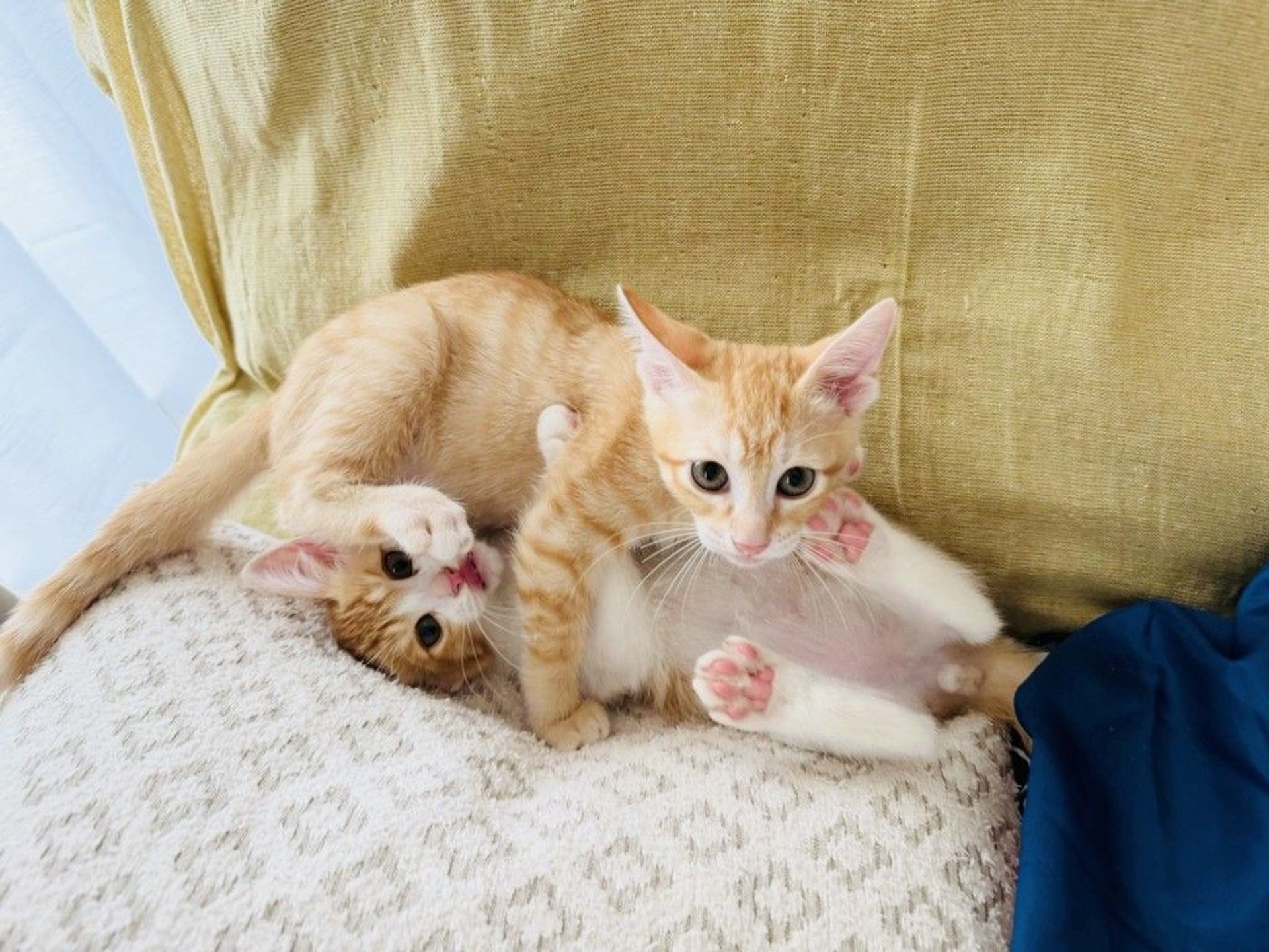 雑種（ミックス猫）・オスの里親募集の写真
