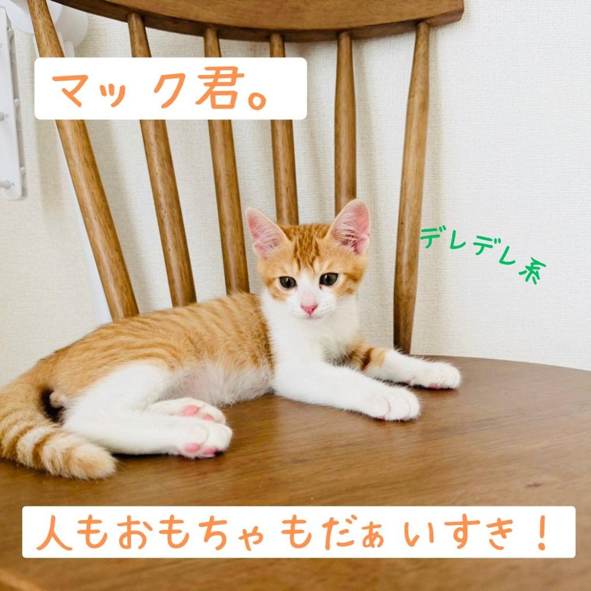 pet-image-2