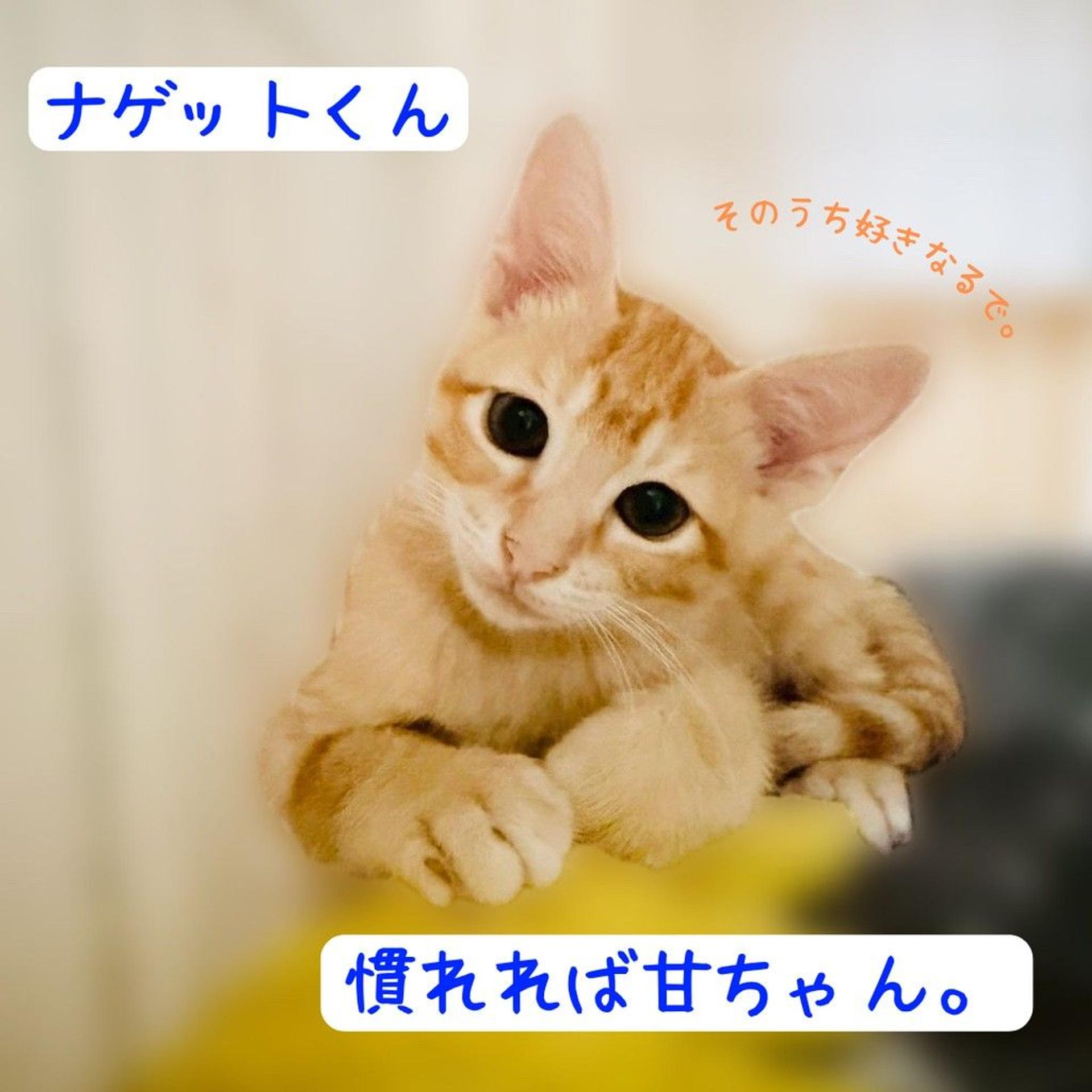 pet-image-3