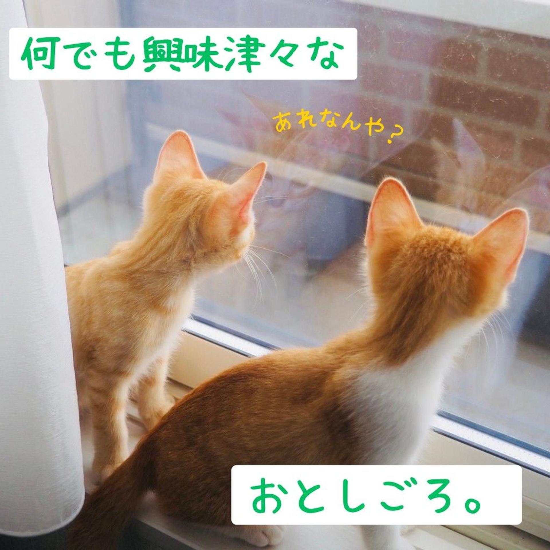 pet-image-4