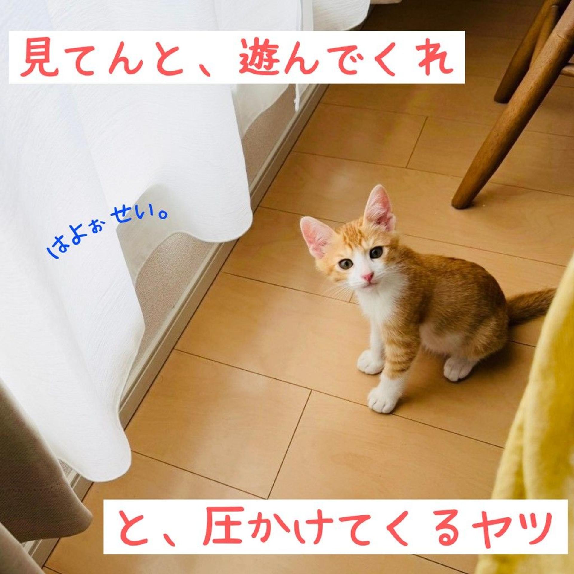 pet-image-5