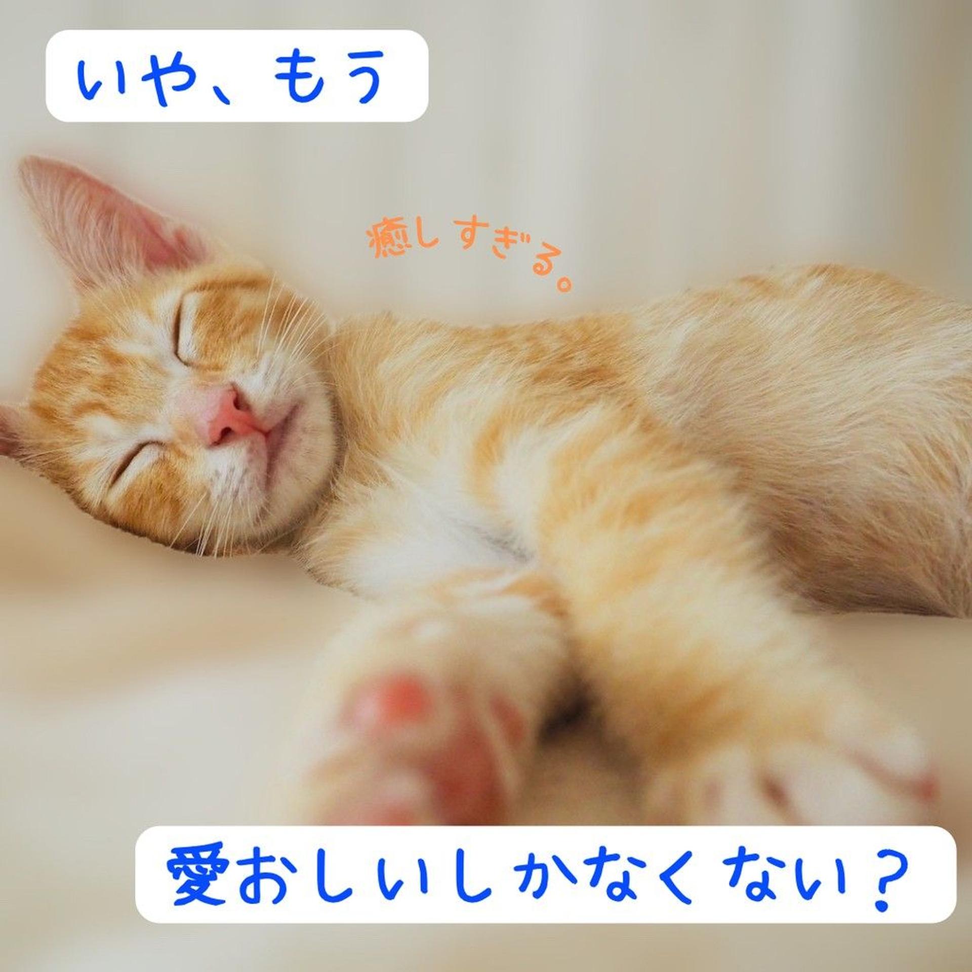 pet-image-6
