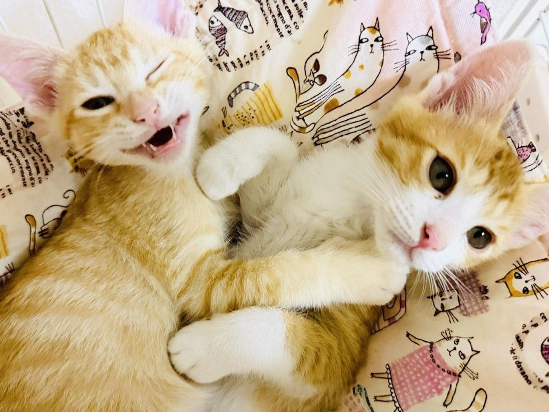 pet-image-7