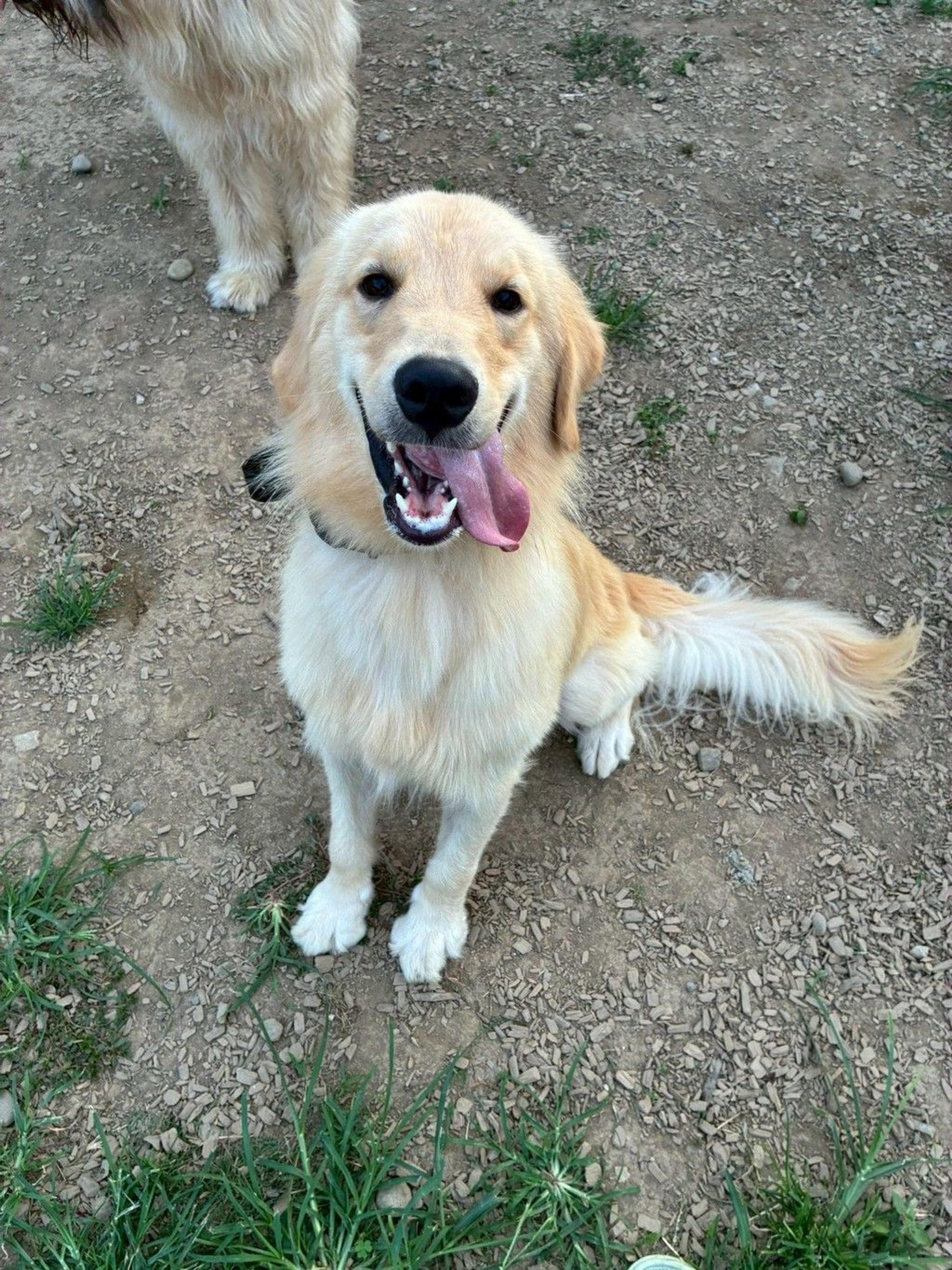 pet-image-2