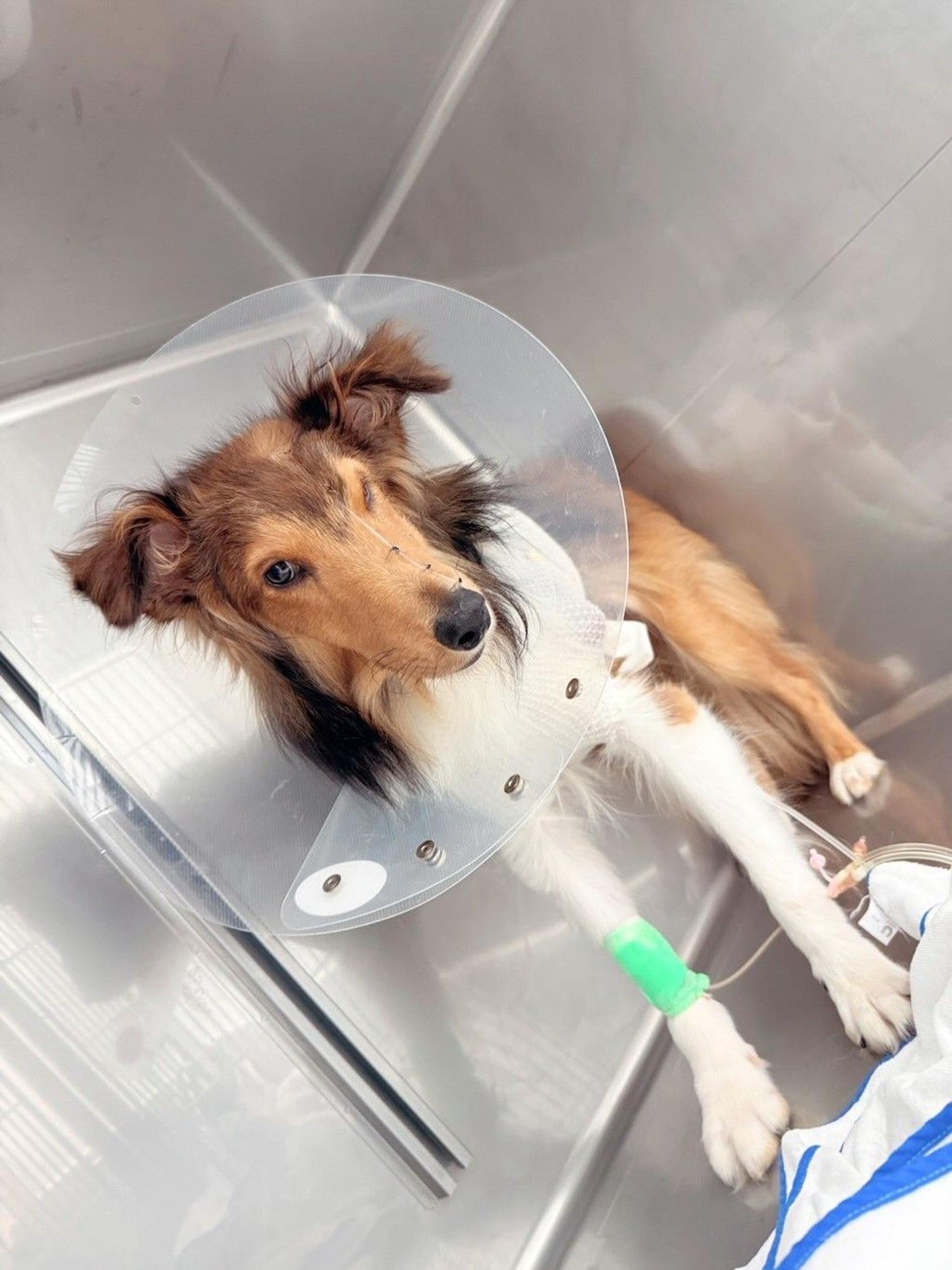pet-image-4