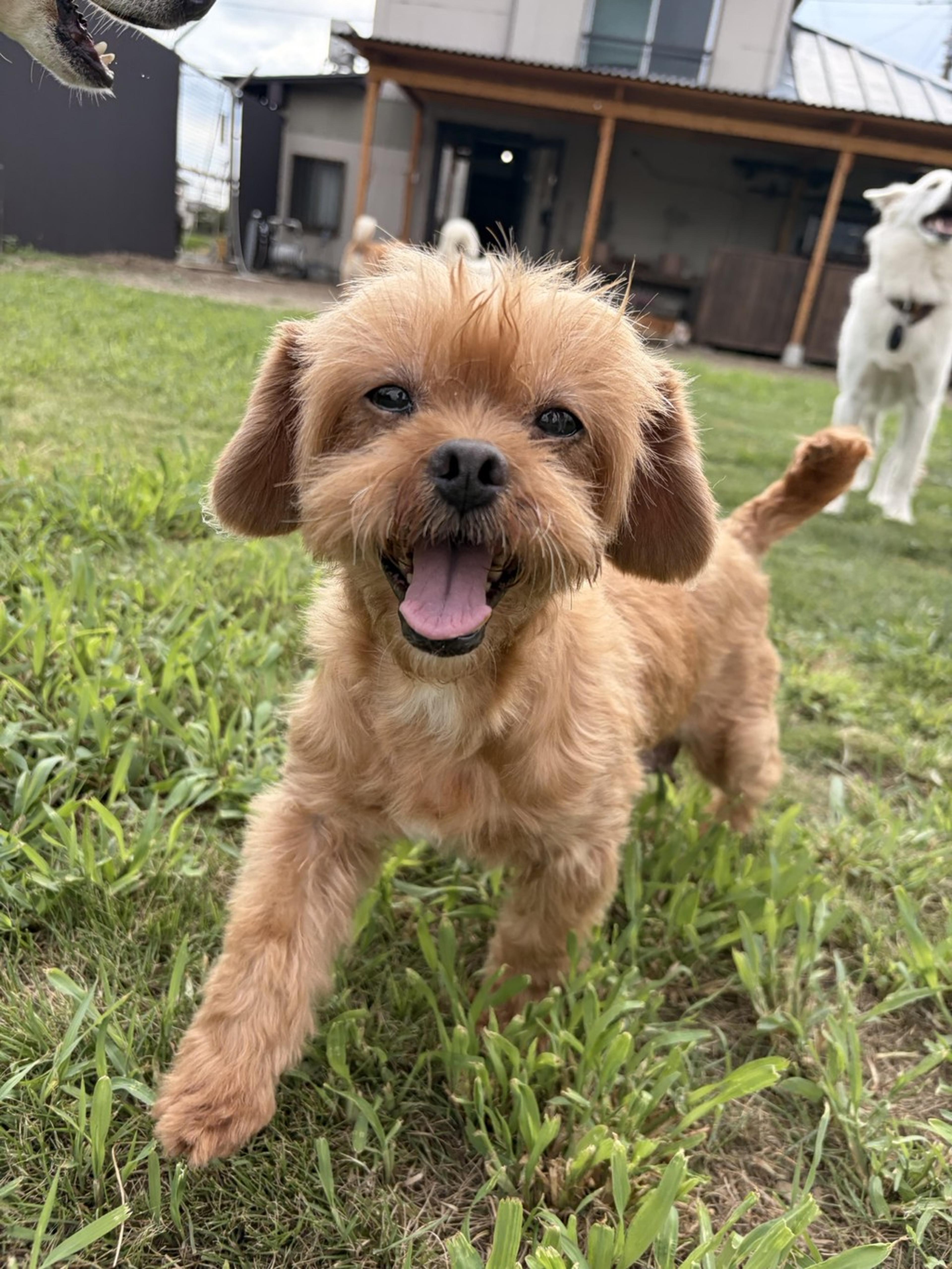 pet-image-3