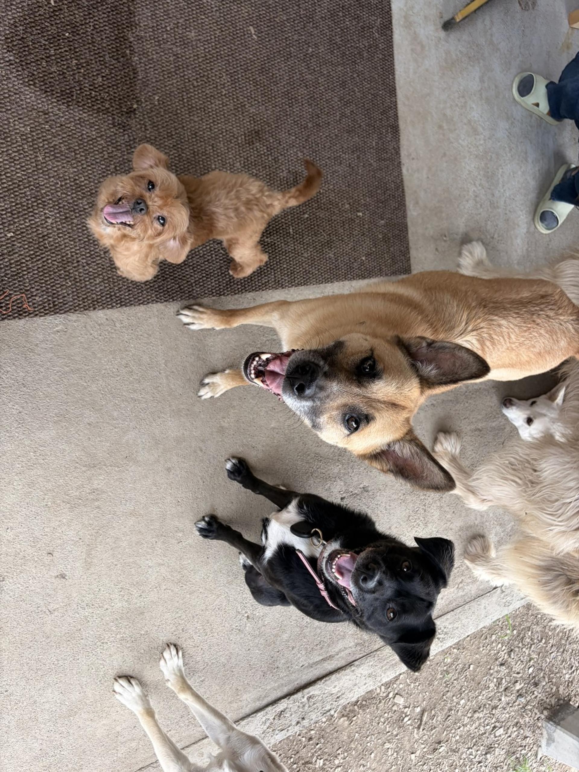 pet-image-4