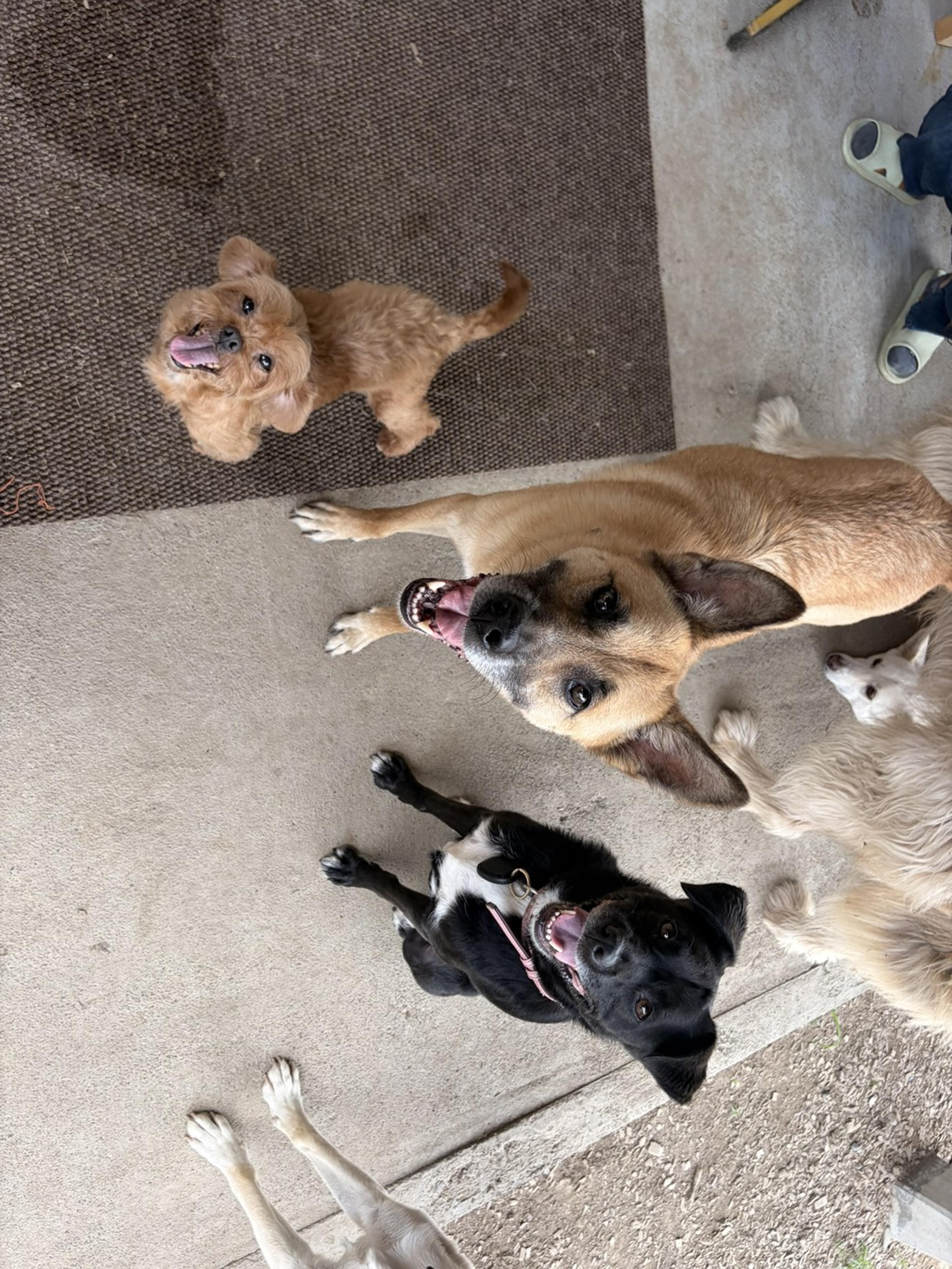 pet-image-4