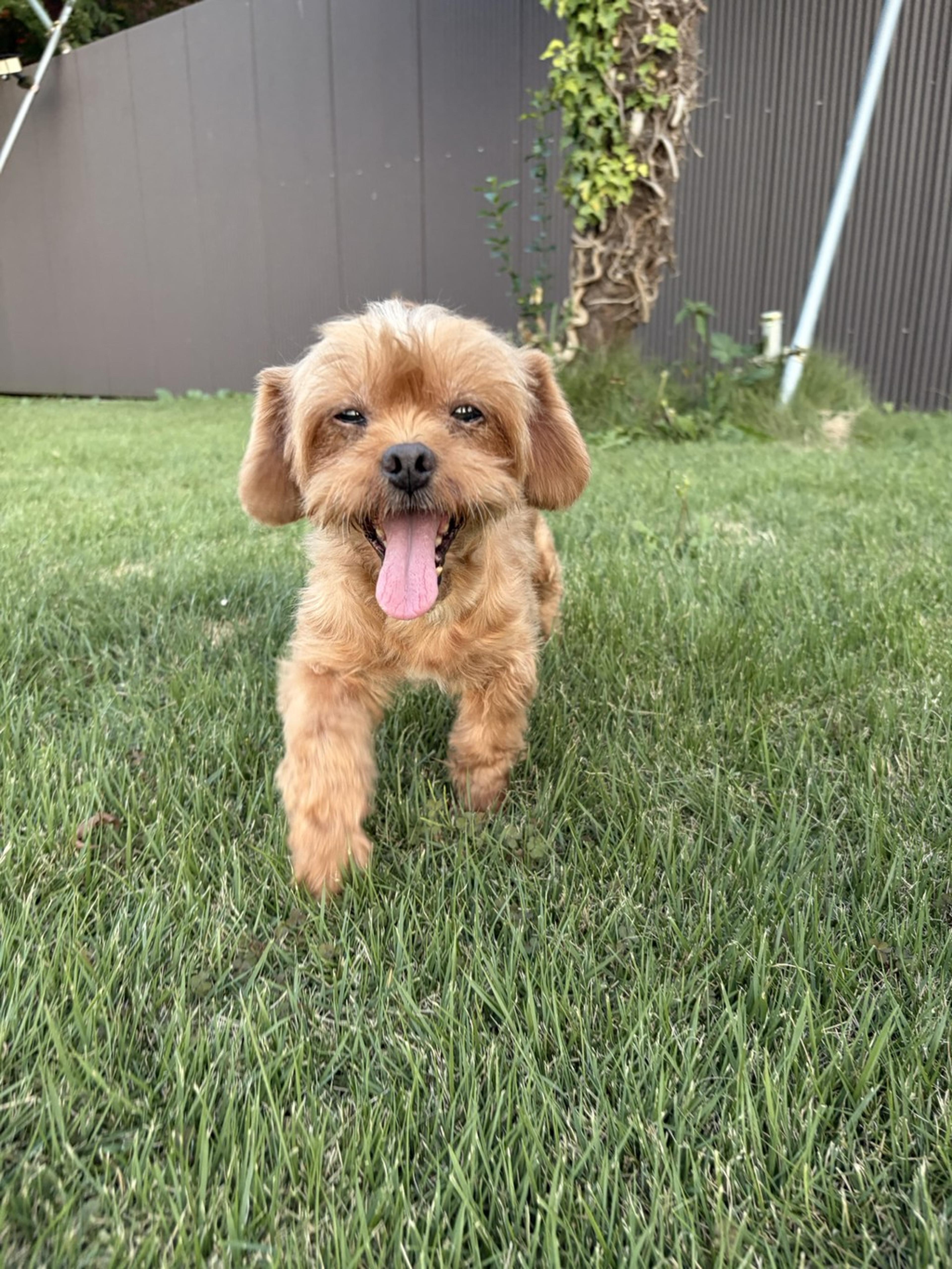 pet-image-5