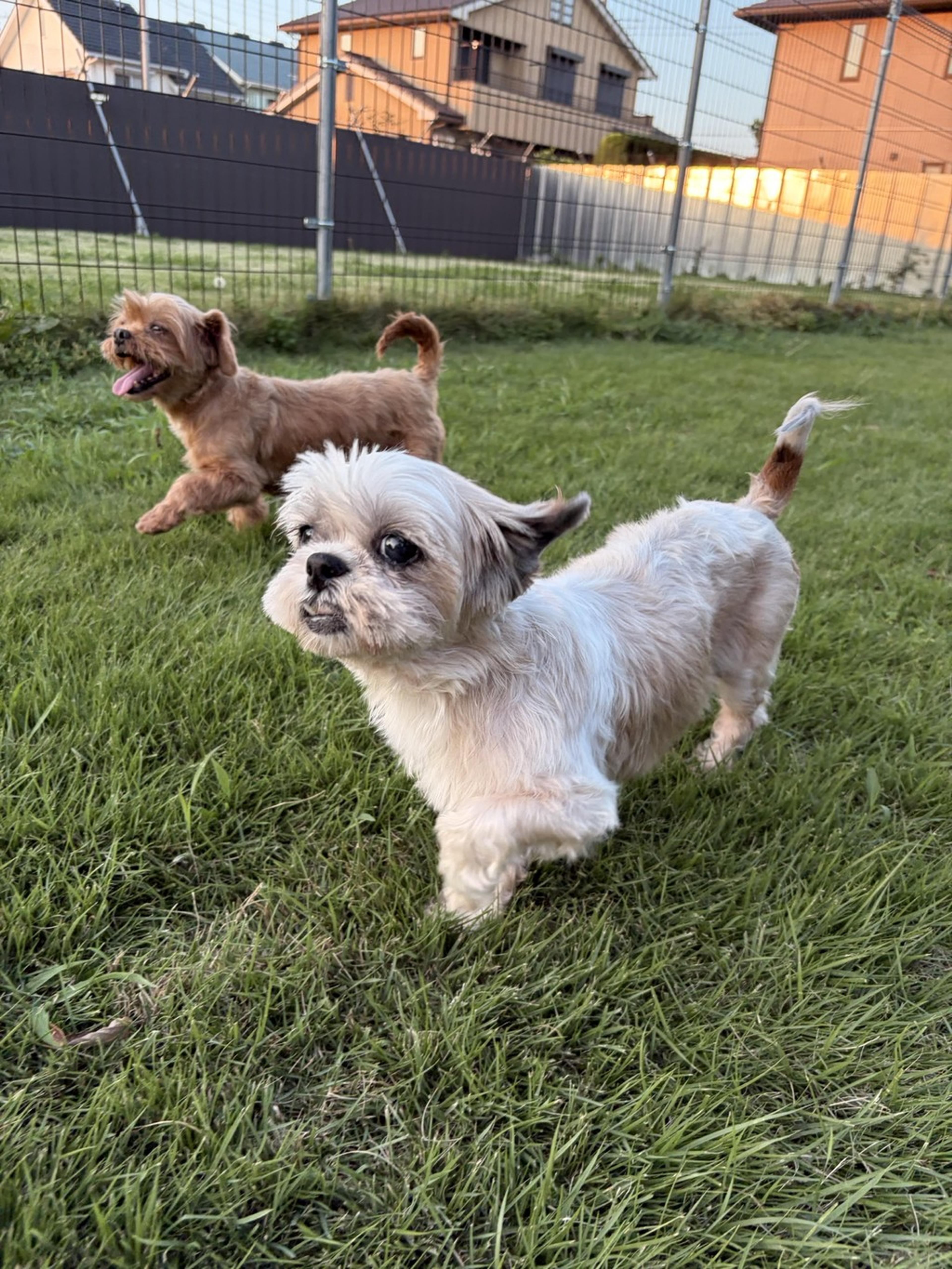 pet-image-3