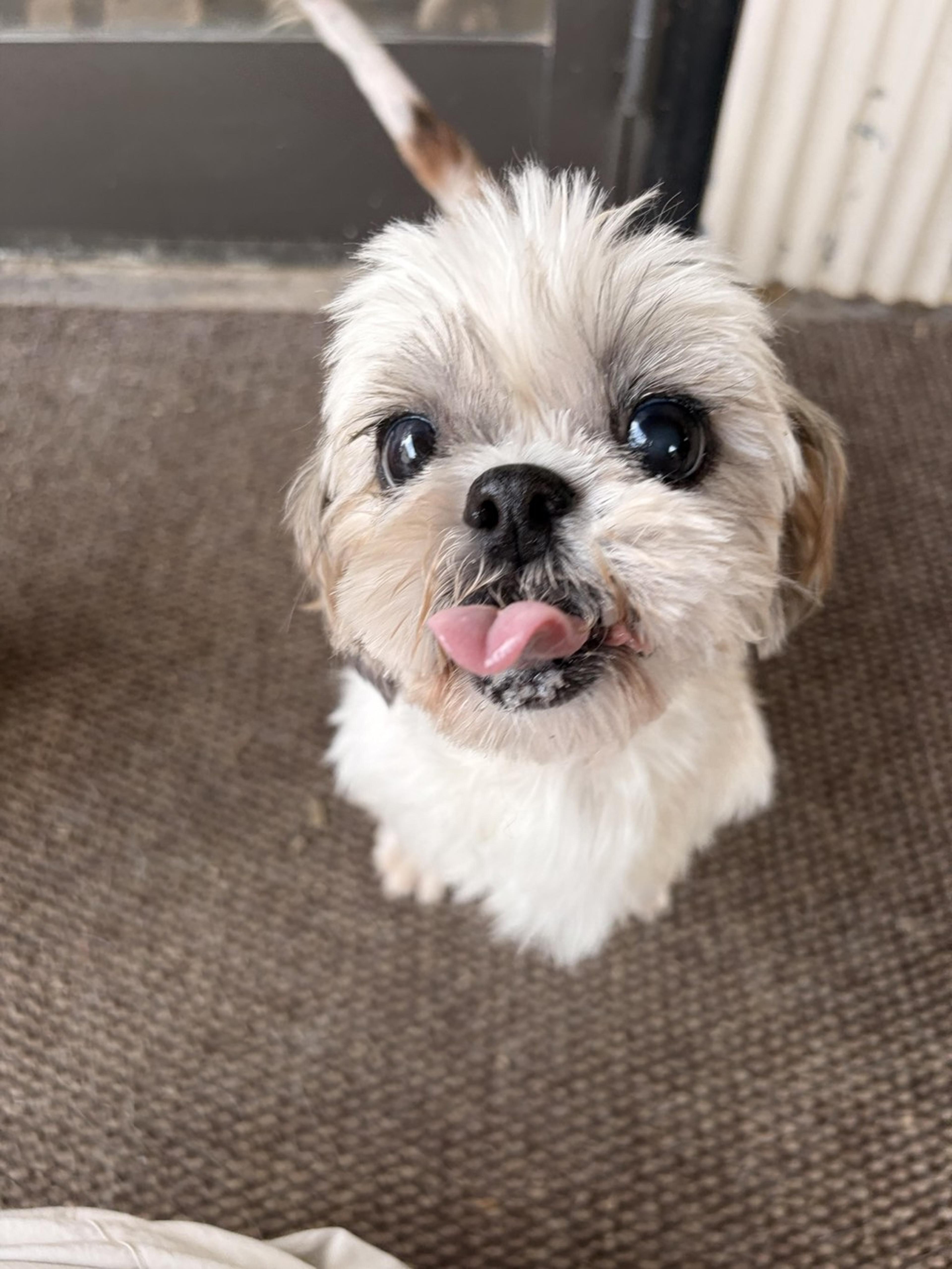 pet-image-4