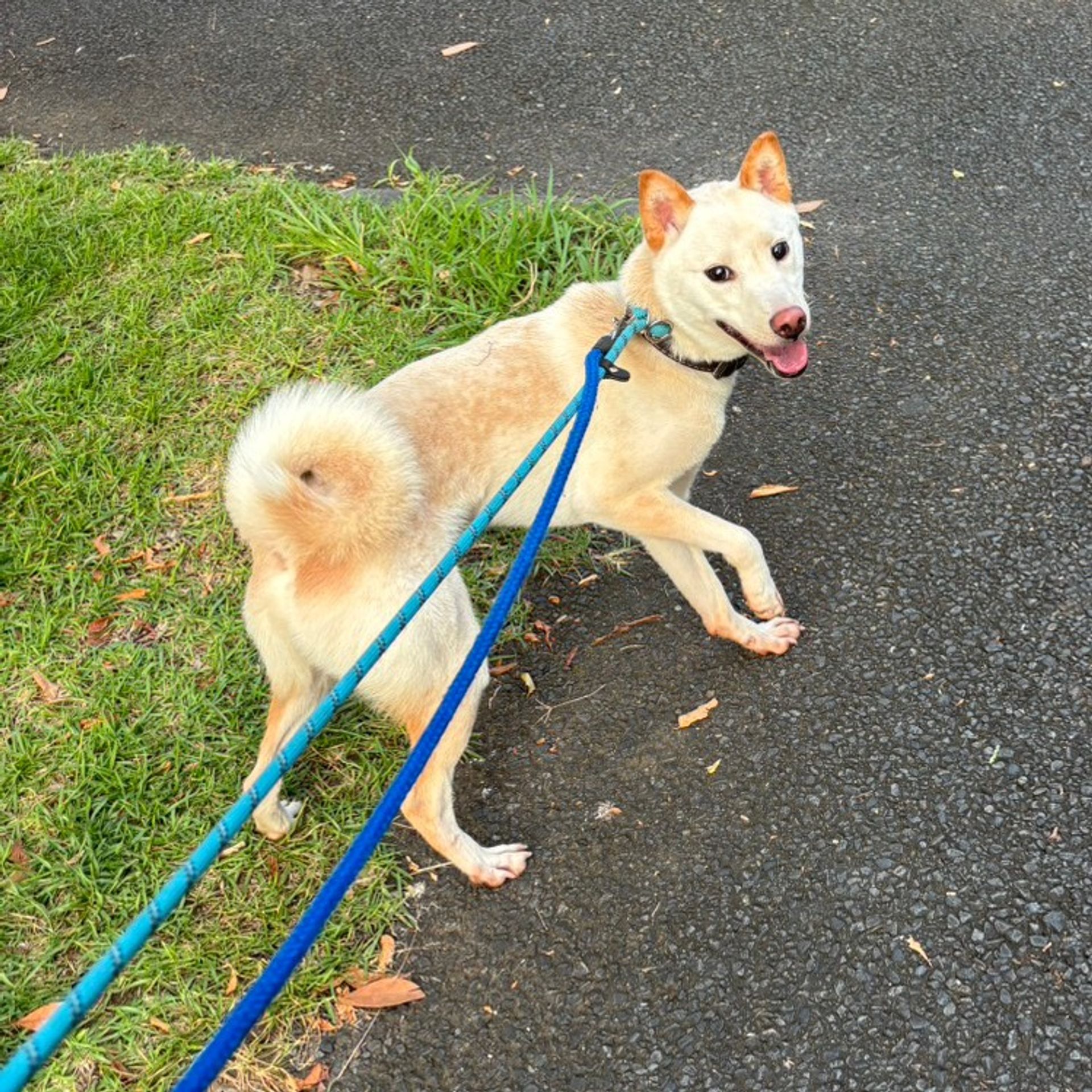 柴犬・オスの里親募集の写真