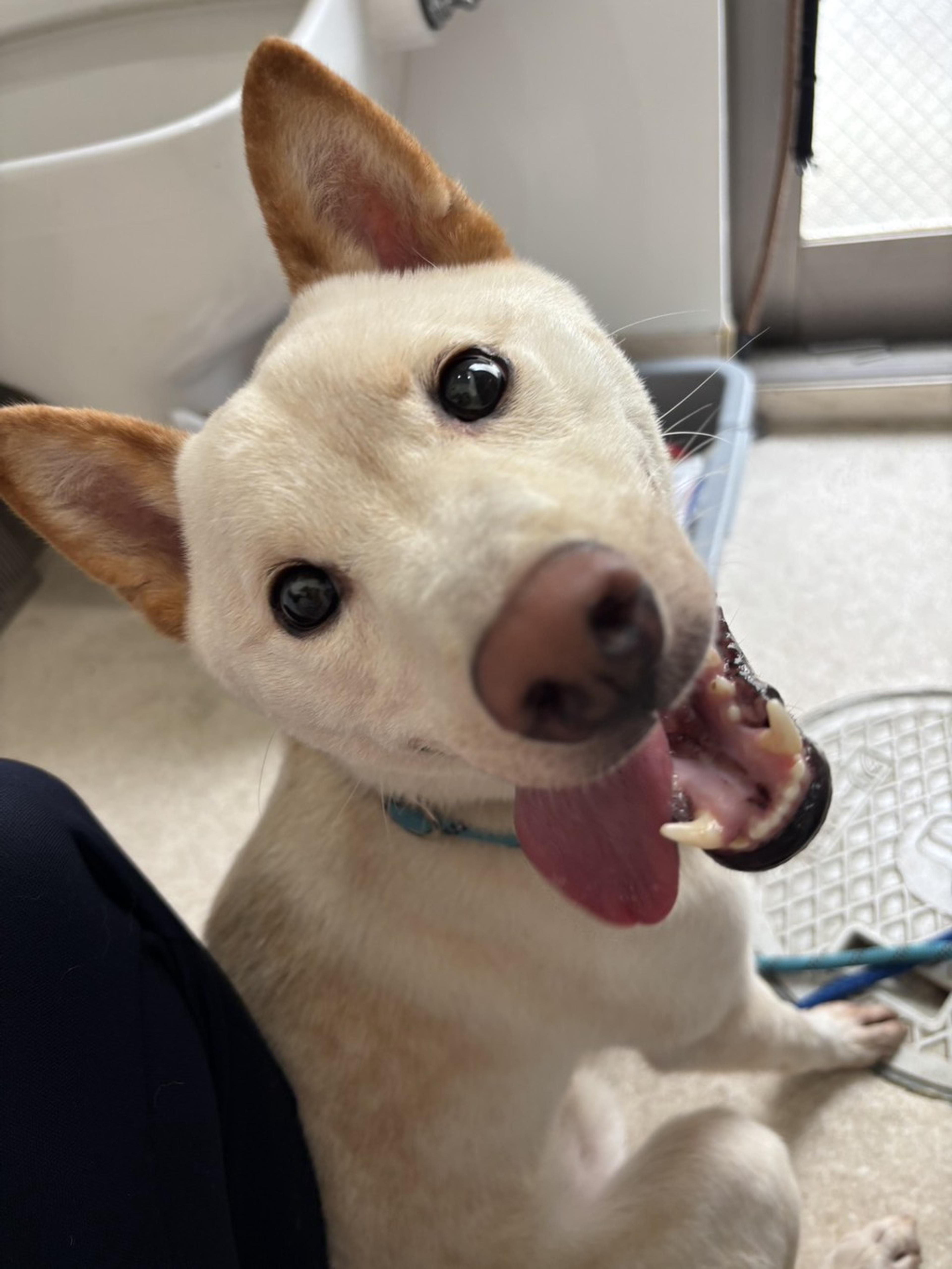 pet-image-2