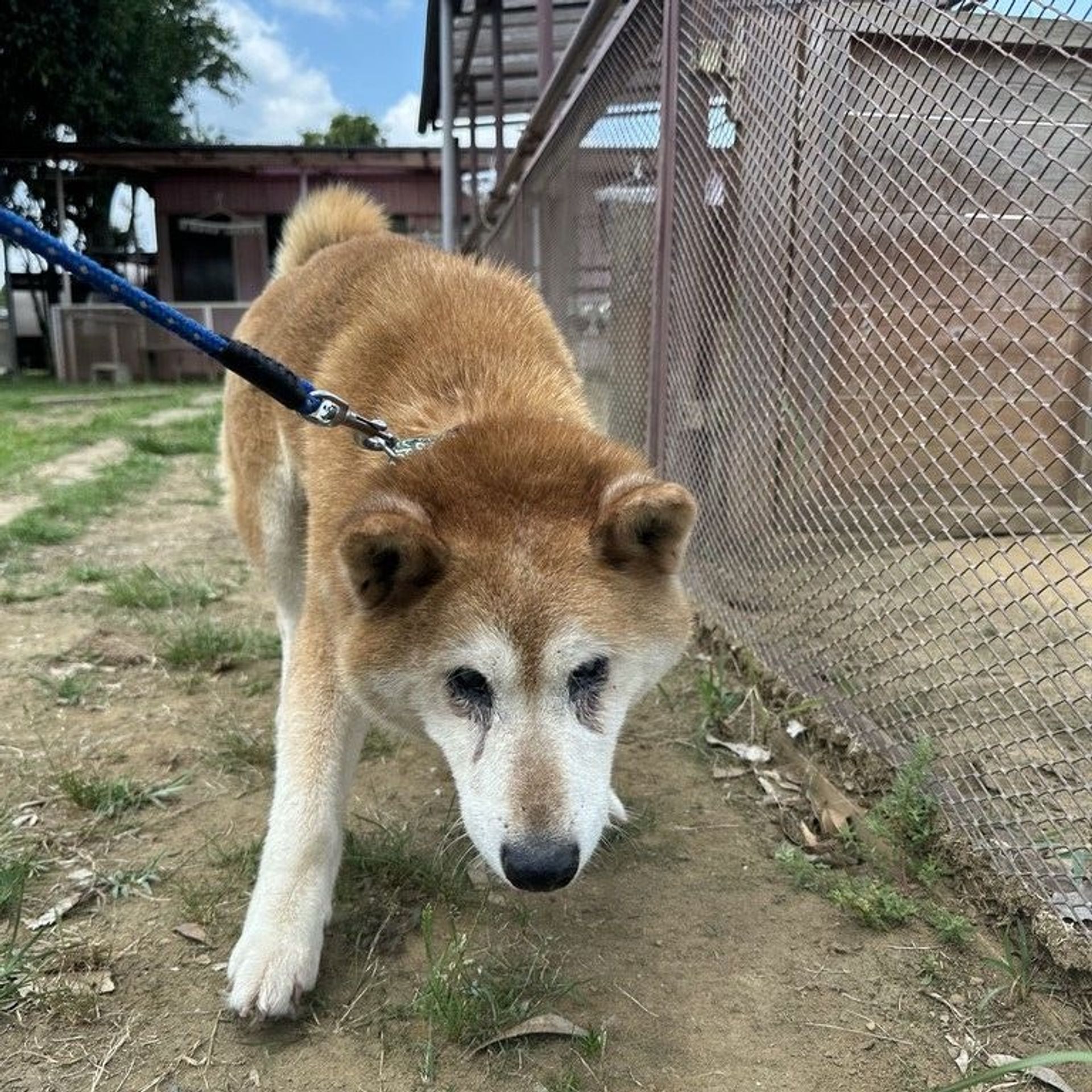 雑種（ミックス犬）・メスの里親募集の写真