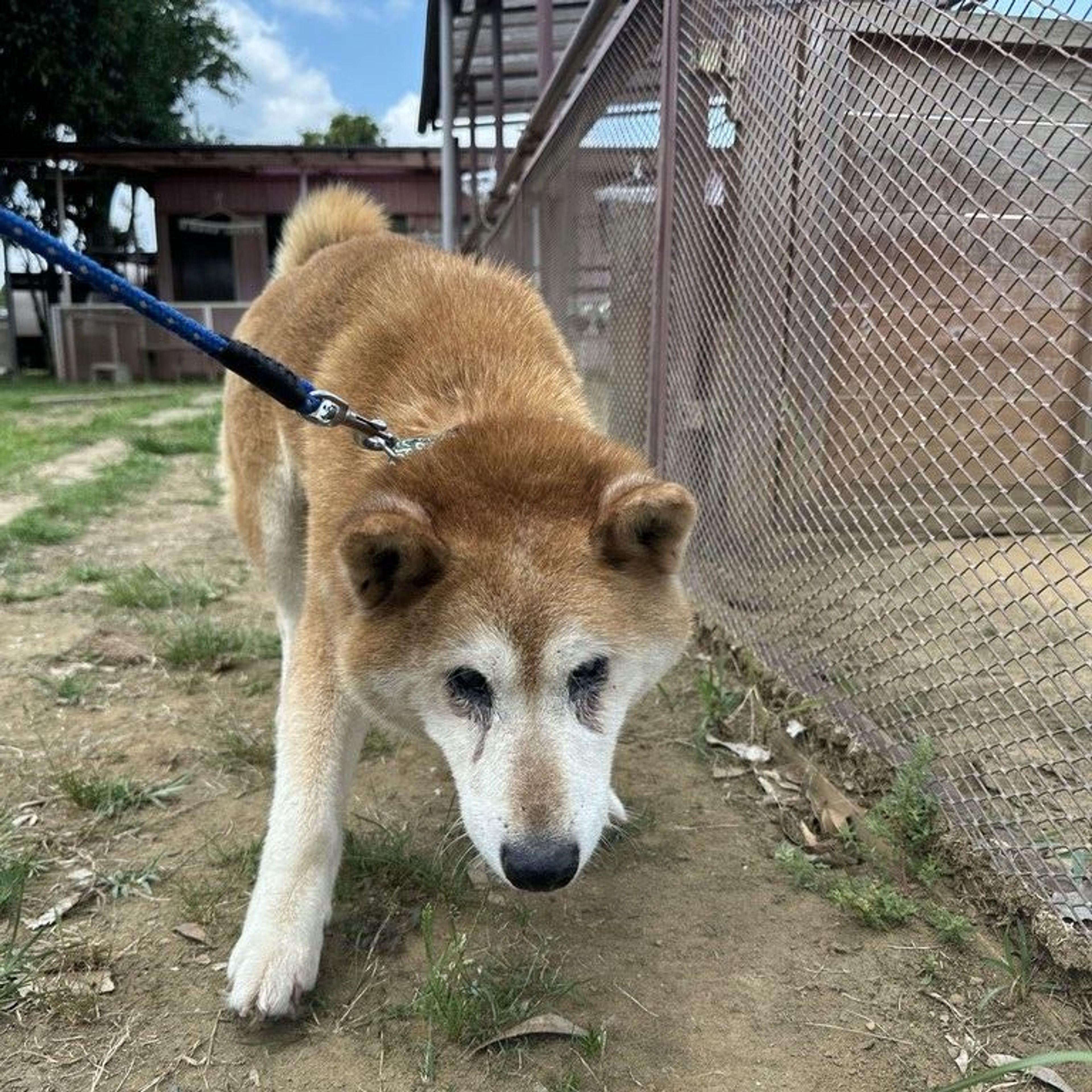 雑種（ミックス犬）・メスの里親募集の写真