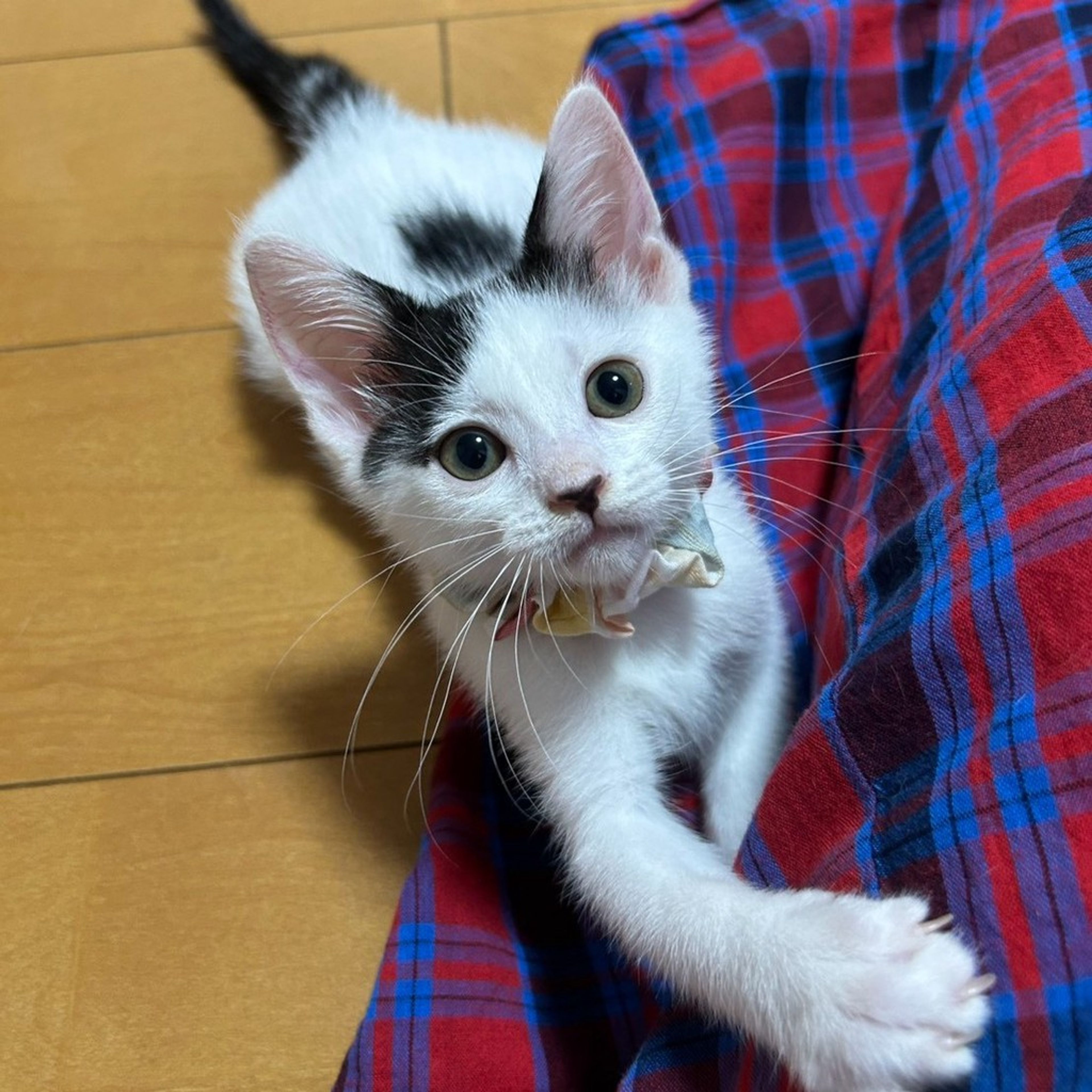 雑種（ミックス猫）・メスの里親募集の写真
